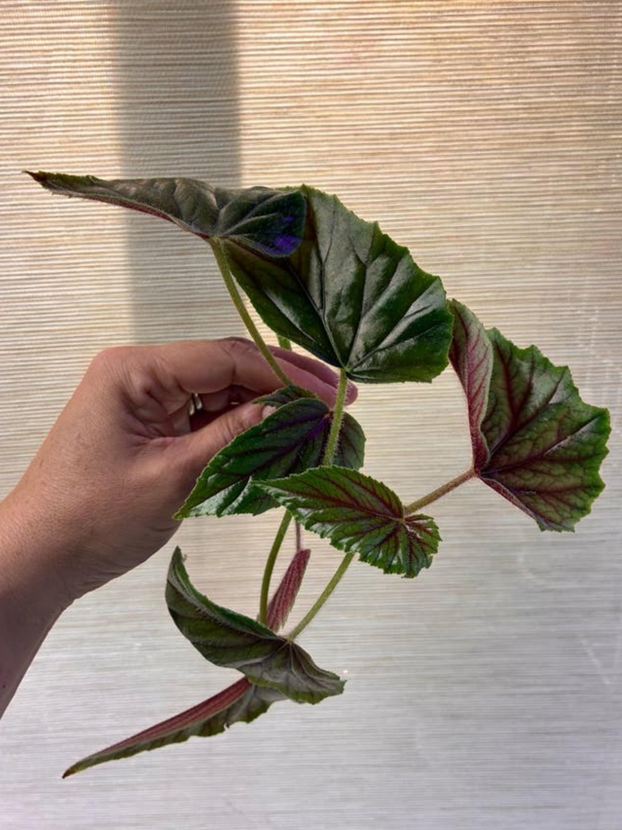 Begonia Metallica cutting