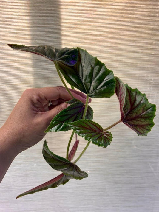Begonia Metallica cutting