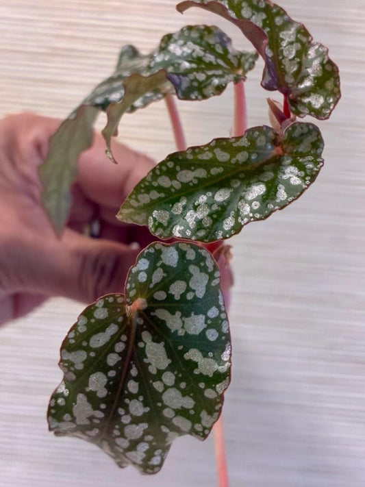 Begonia Tiki Carmen cutting