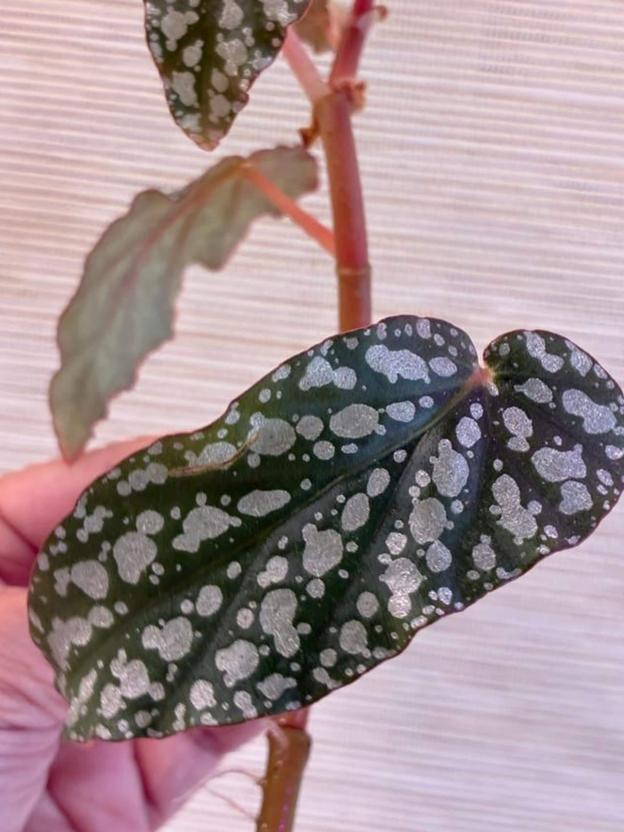 Begonia Tiki Carmen cutting