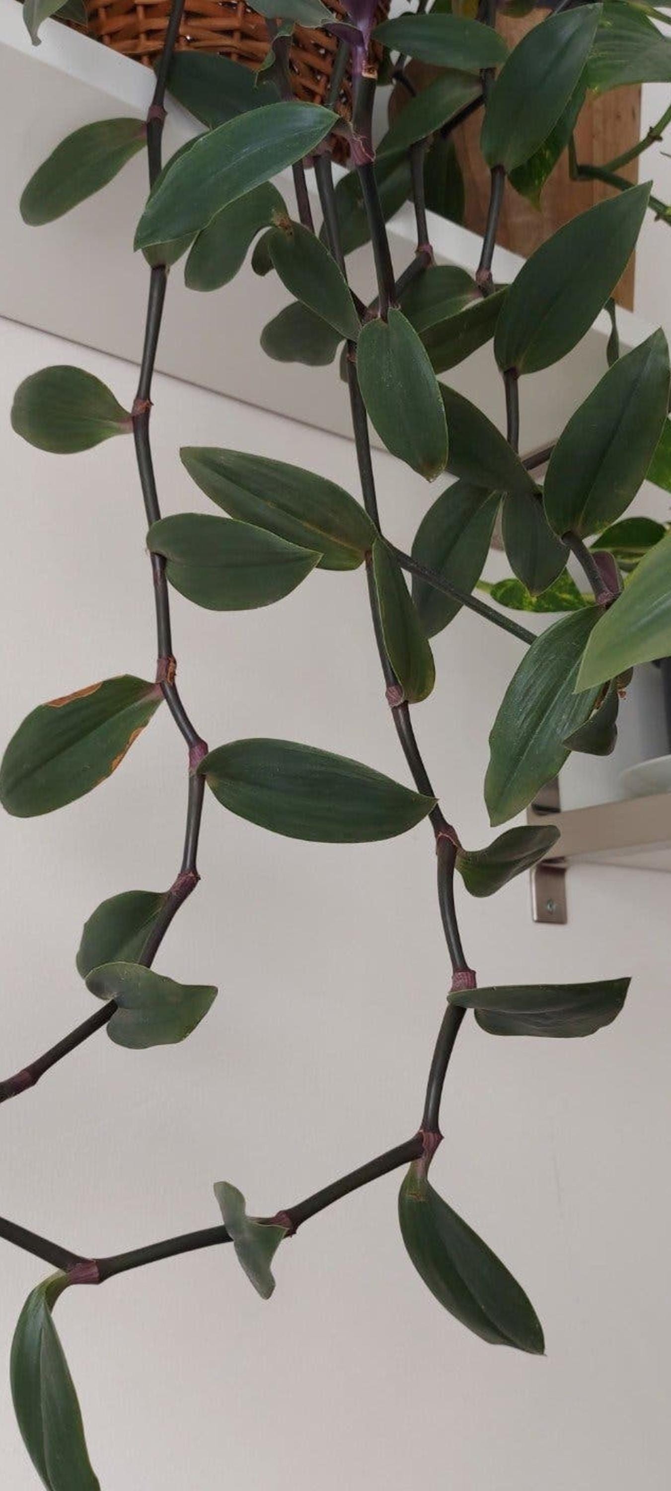Tradescantia Zebrina cutting
