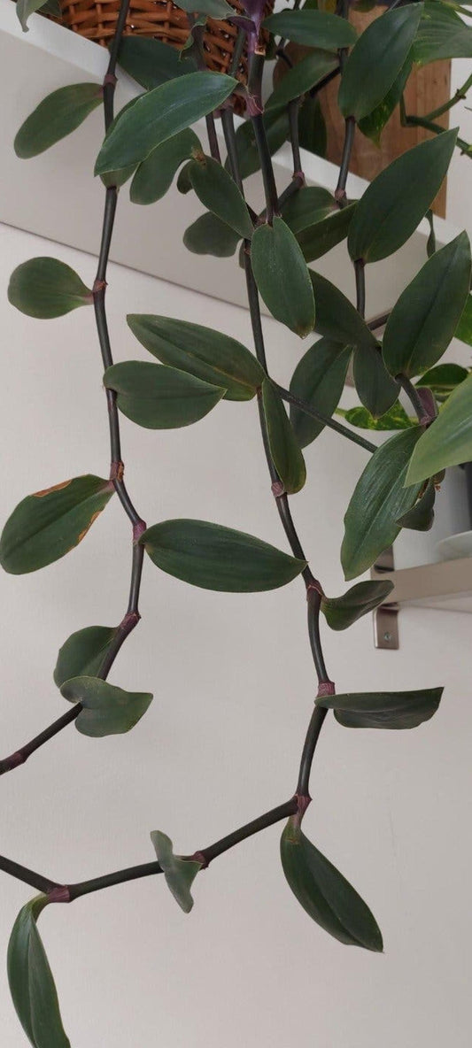 Tradescantia Zebrina cutting