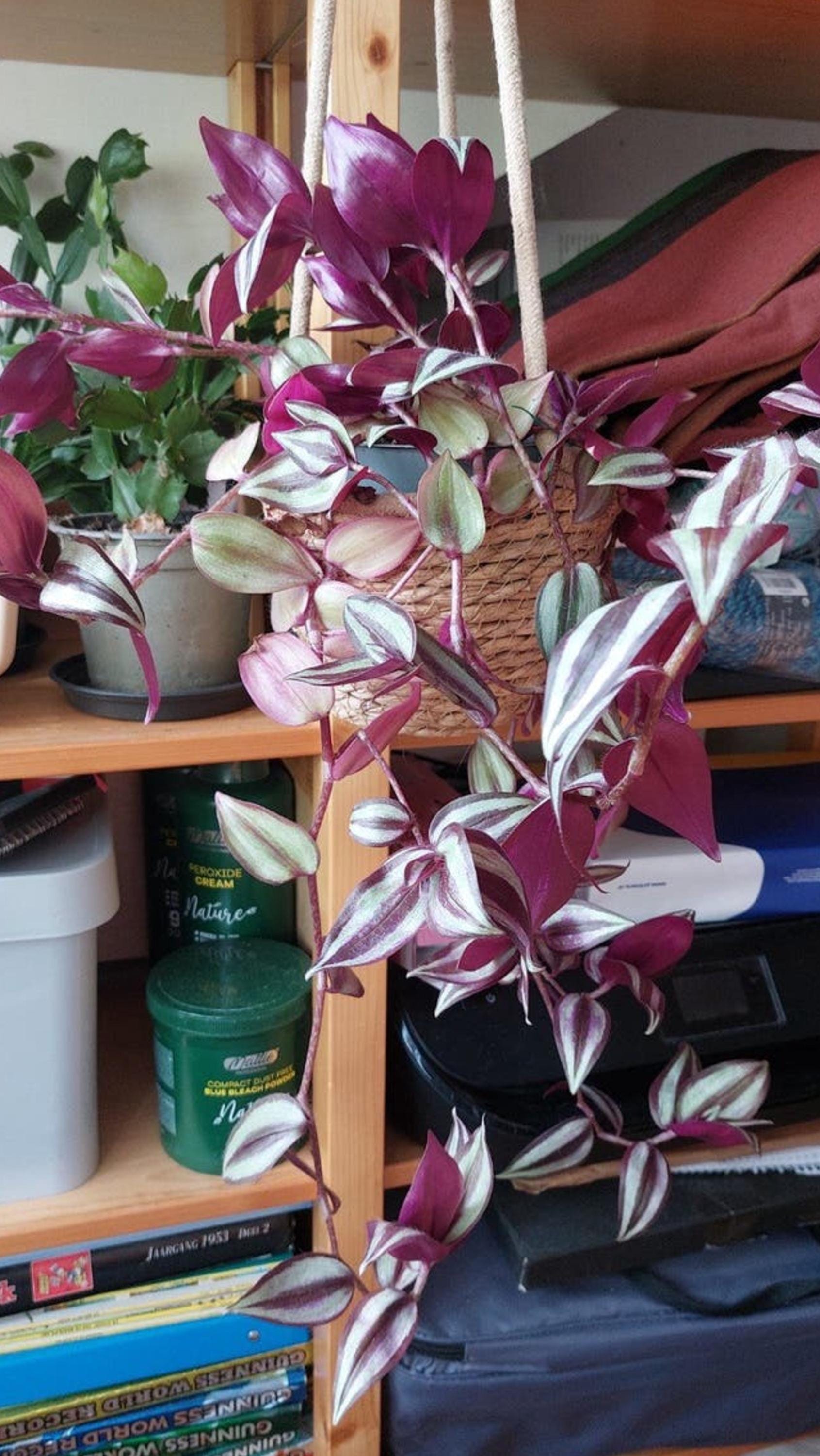 Tradescantia Violet Hill cutting