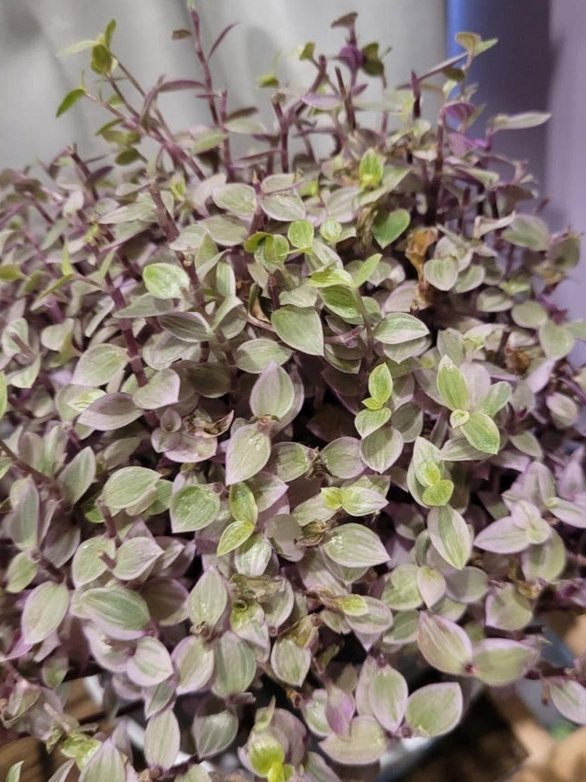 Tradescantia Pink Lady cutting