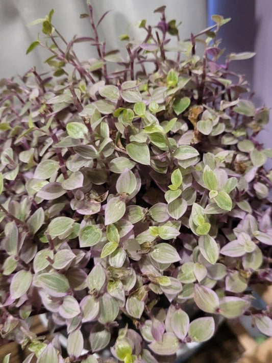 Tradescantia Pink Lady cutting