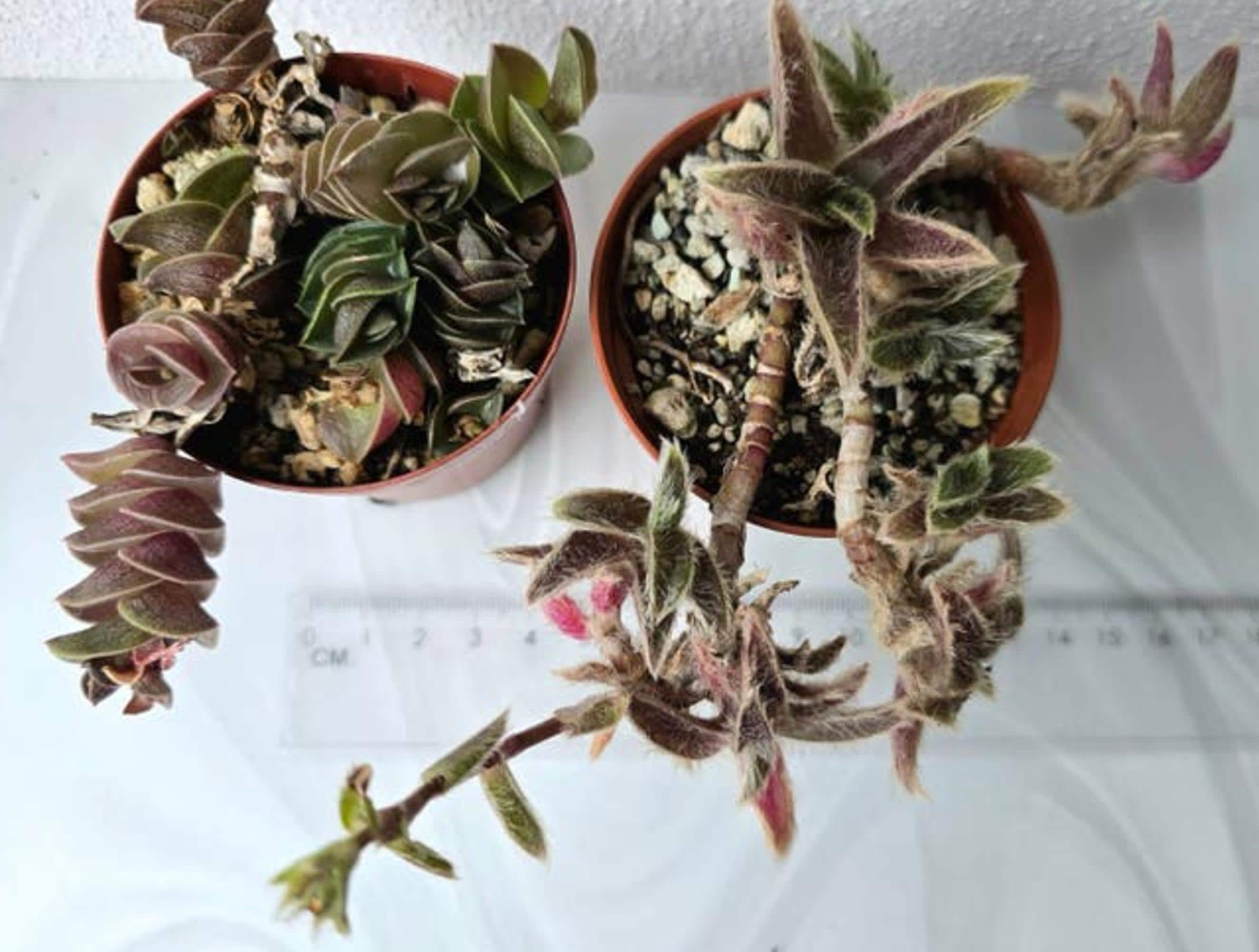 Tradescantia Navicularis cutting