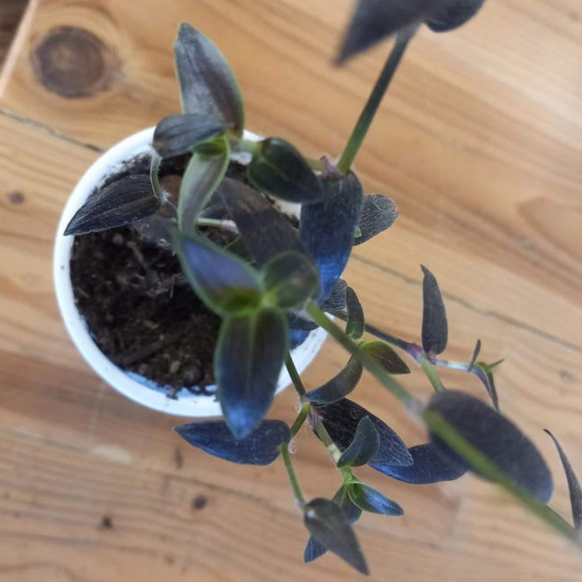 Tradescantia Gibasis Jose Puig cutting