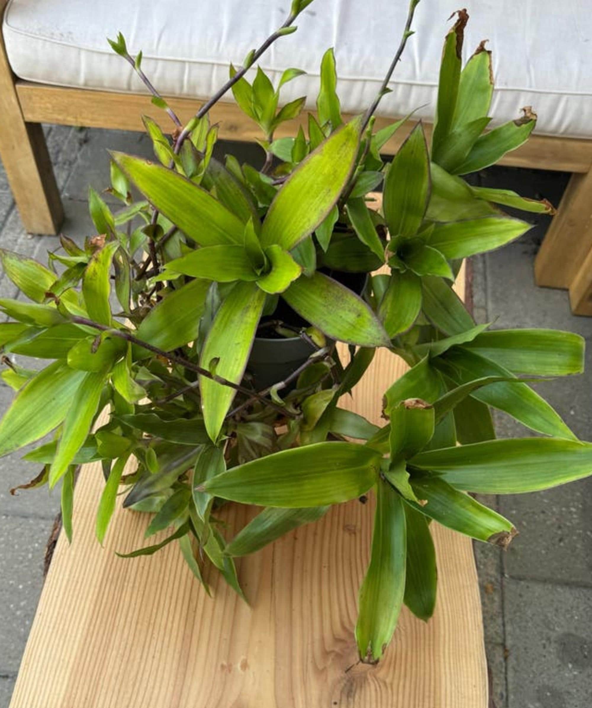 Callisia Fragrans cutting