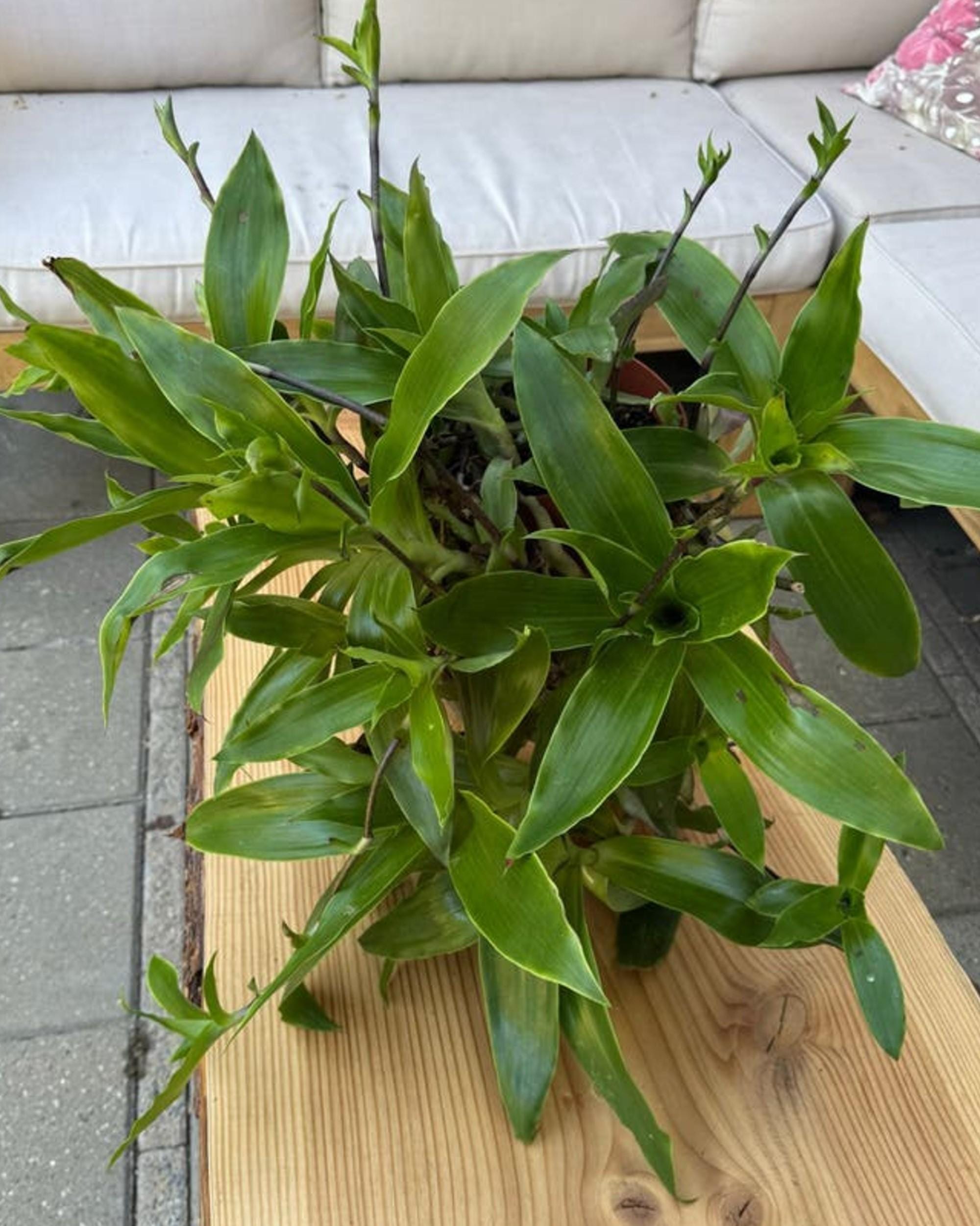 Callisia Fragrans cutting