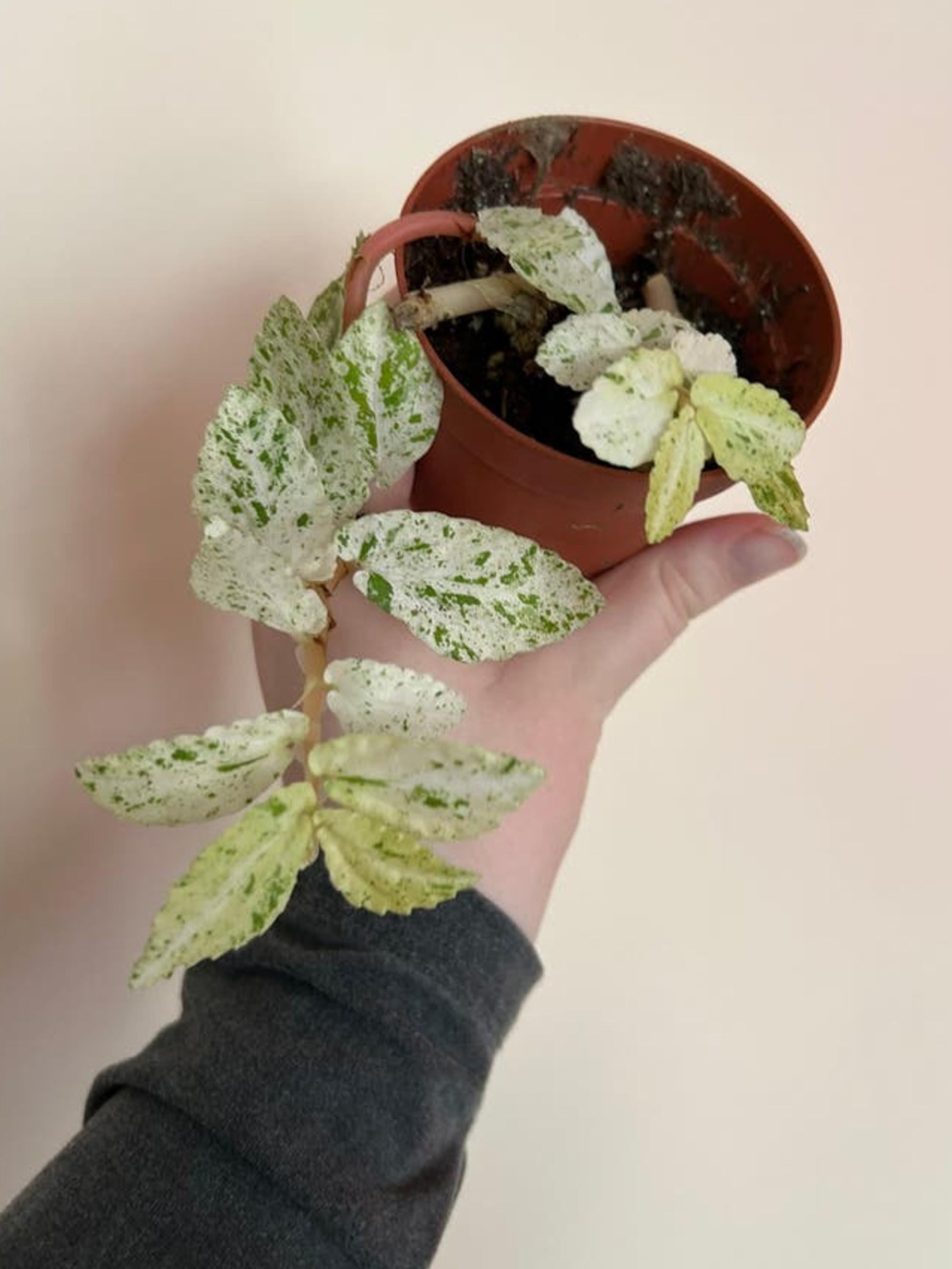 Pellionia Repens Variegata cutting