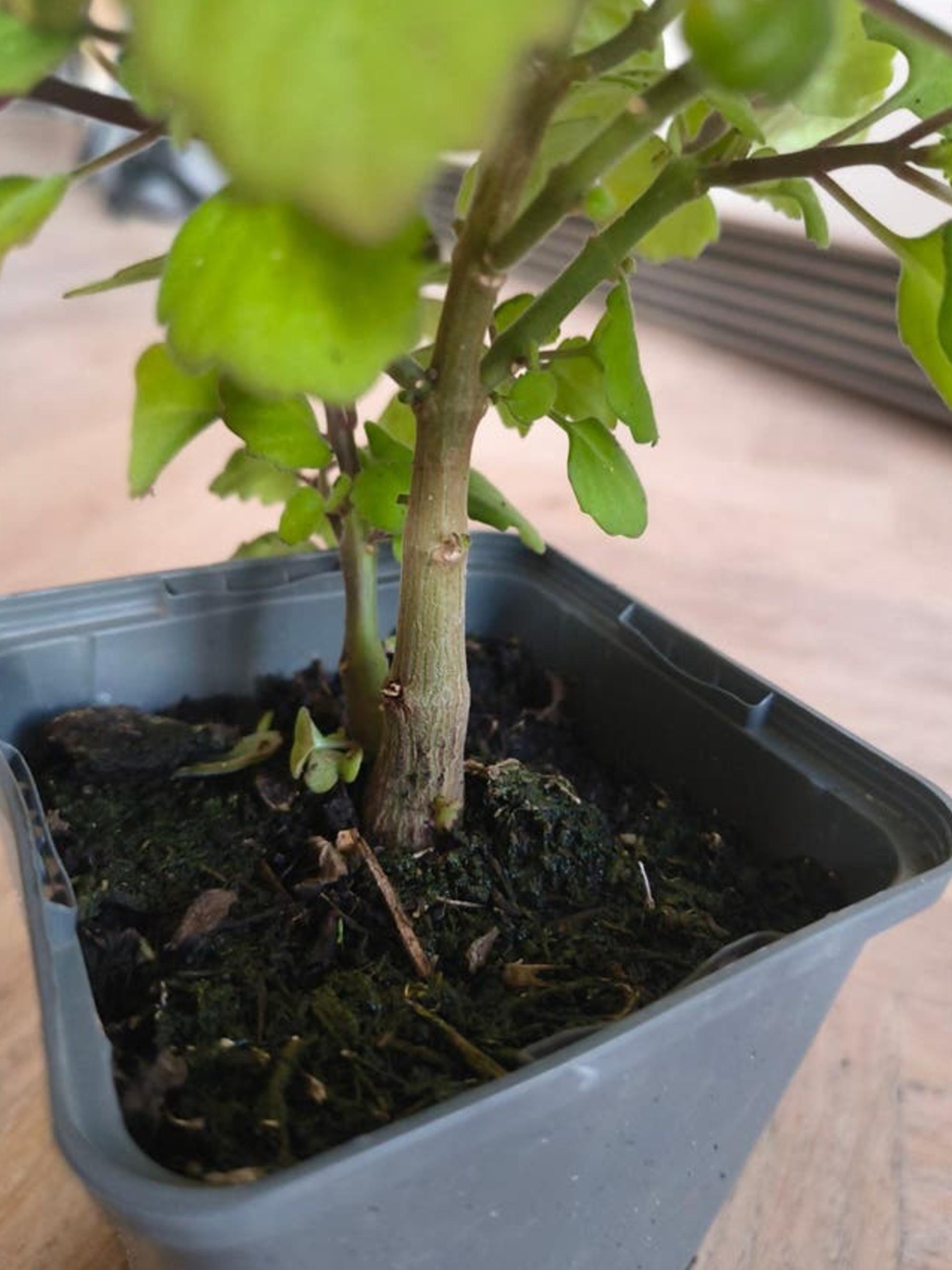 Plectranthus Ernstii cutting