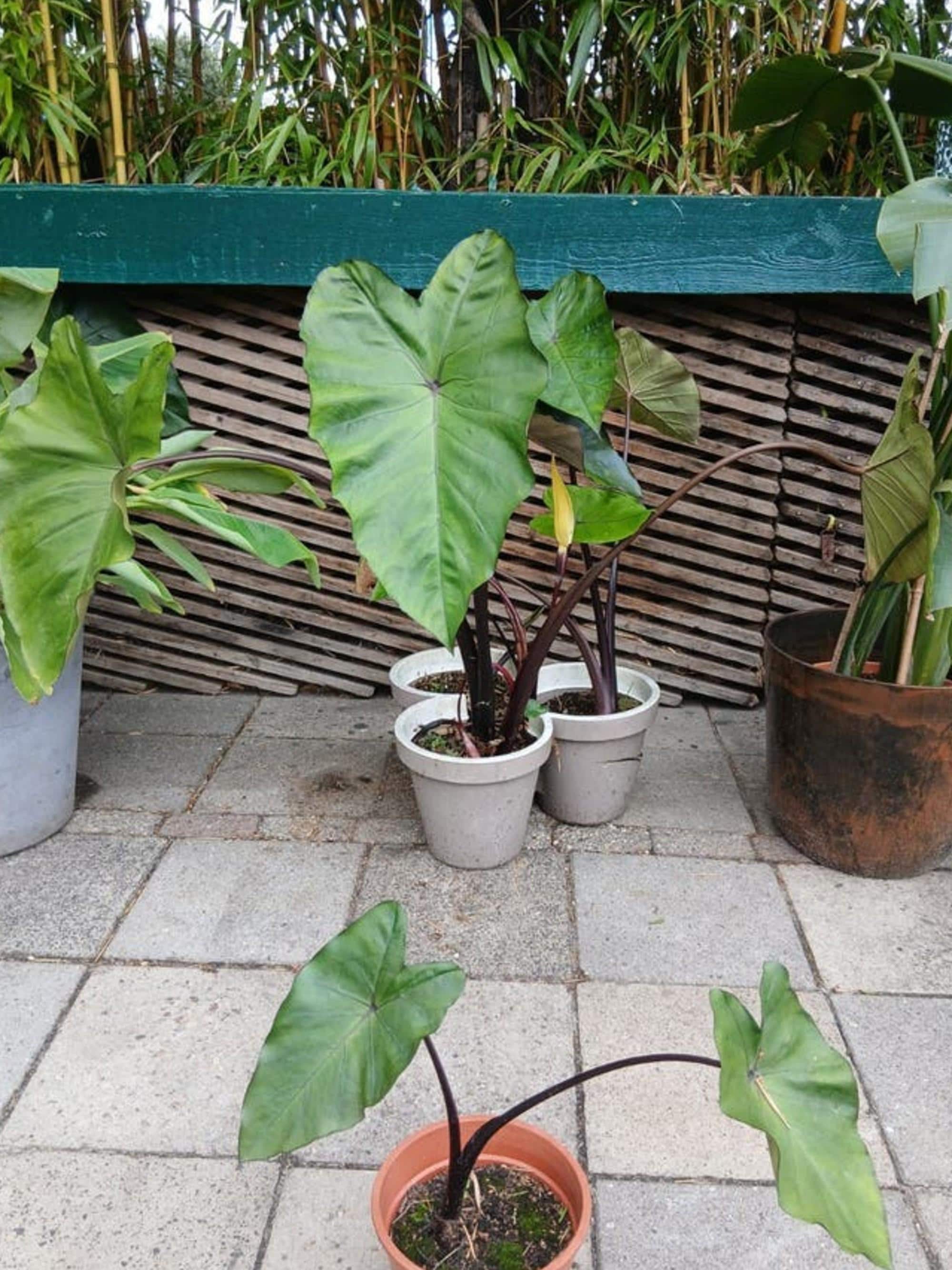 Colocasia Fontanesii Black Stem bulb