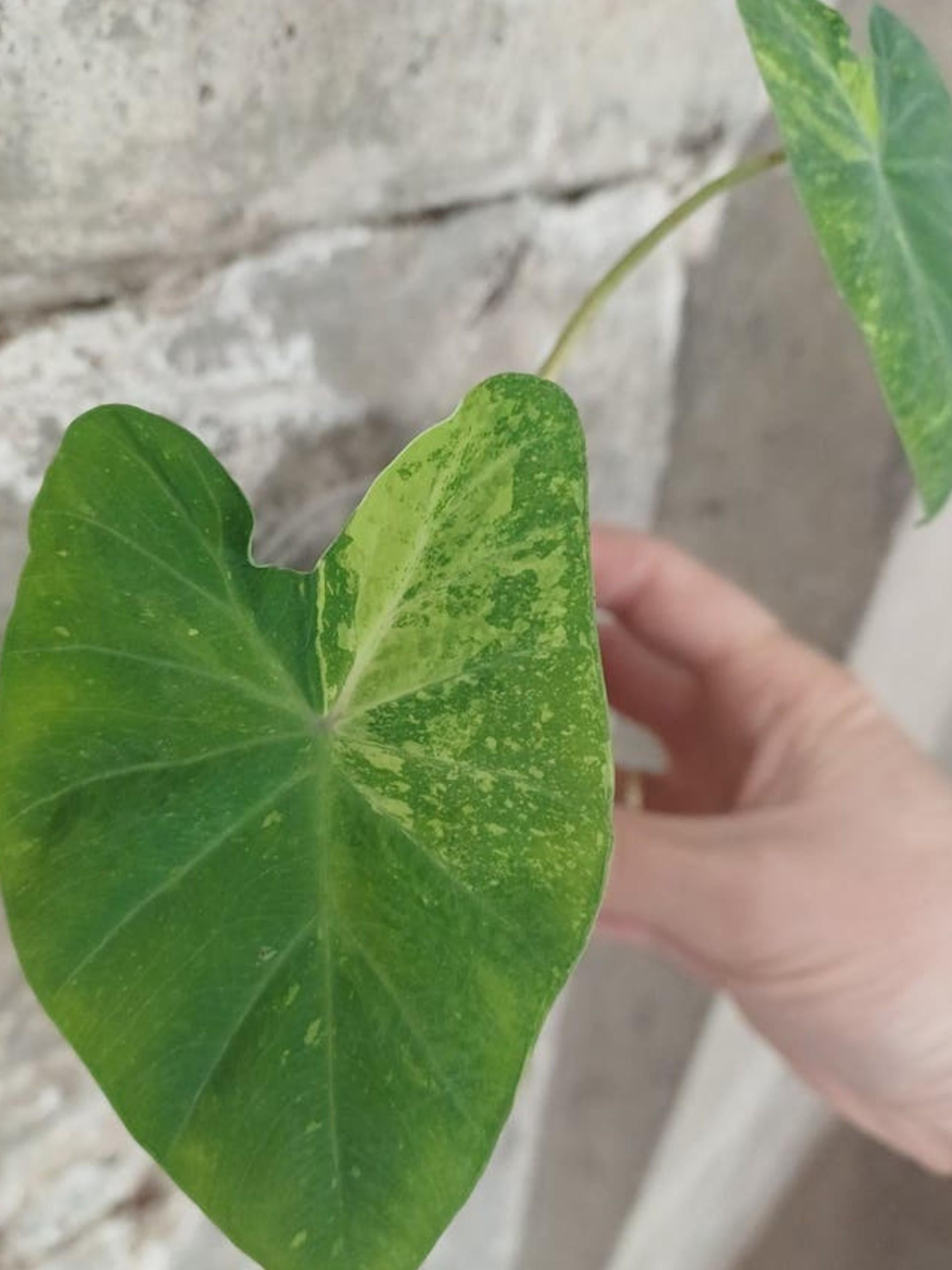 Colocasia Lemon Lime Gecko bulb