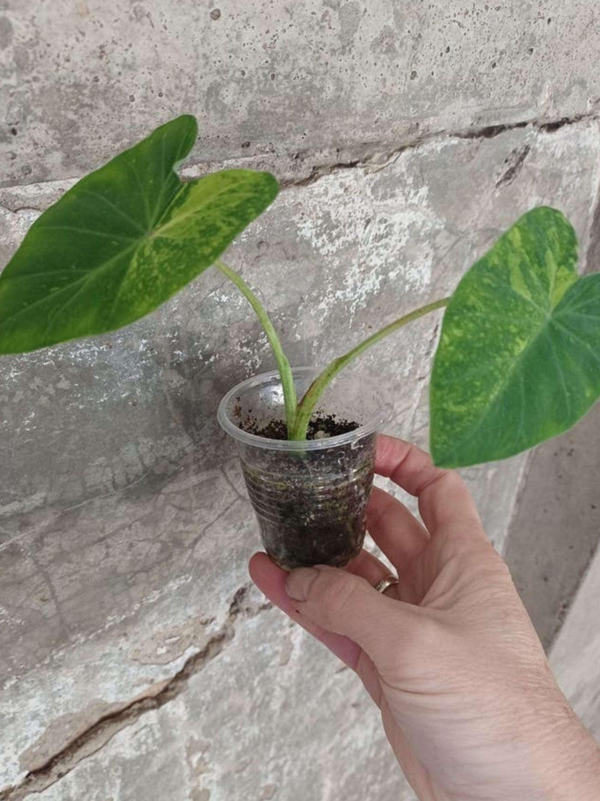 Colocasia Lemon Lime Gecko bulb
