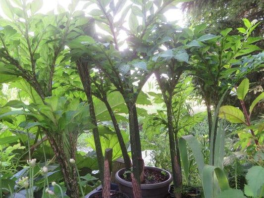 Amorphophallus Konjac bulb