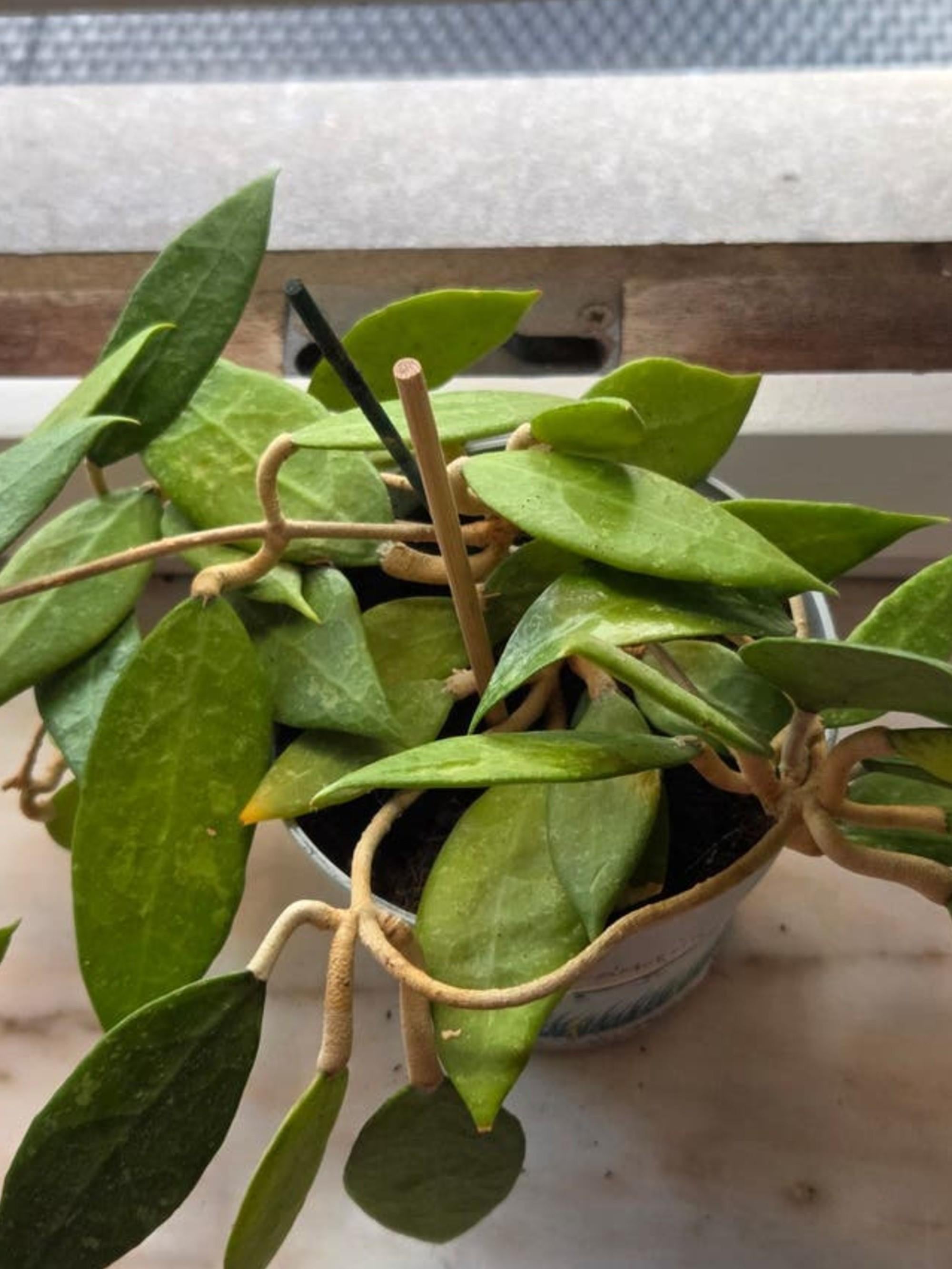 Hoya Amoena cutting