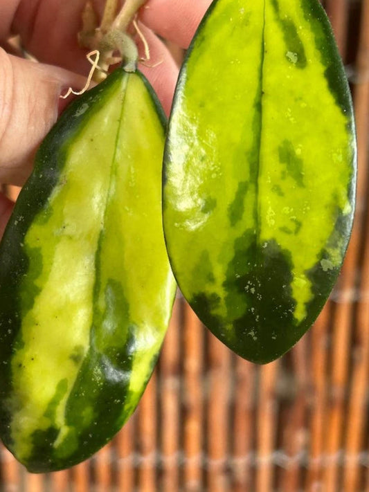 Hoya Acuta Heartshape Splash cutting