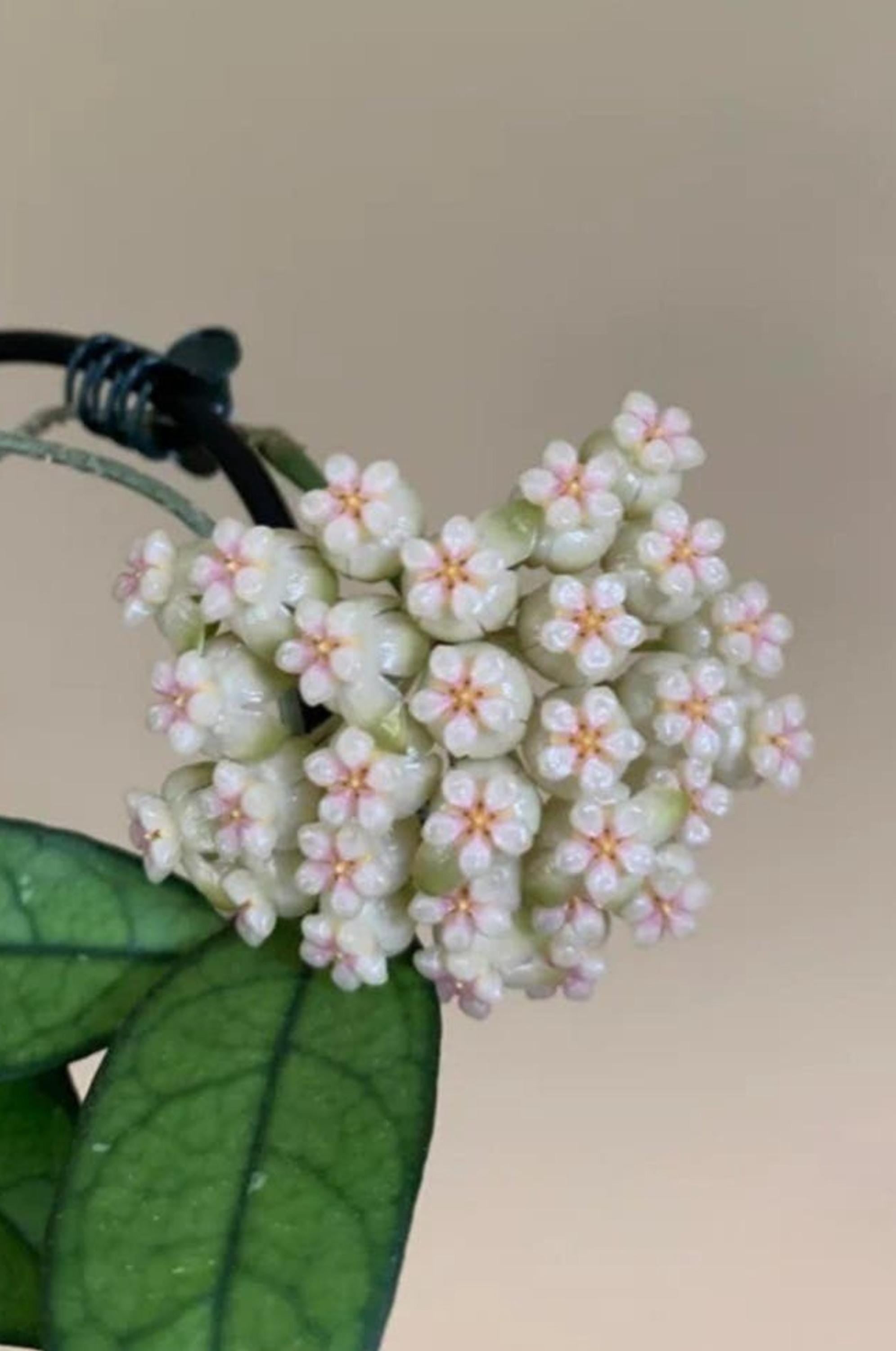 Hoya Crassipetiolata cutting
