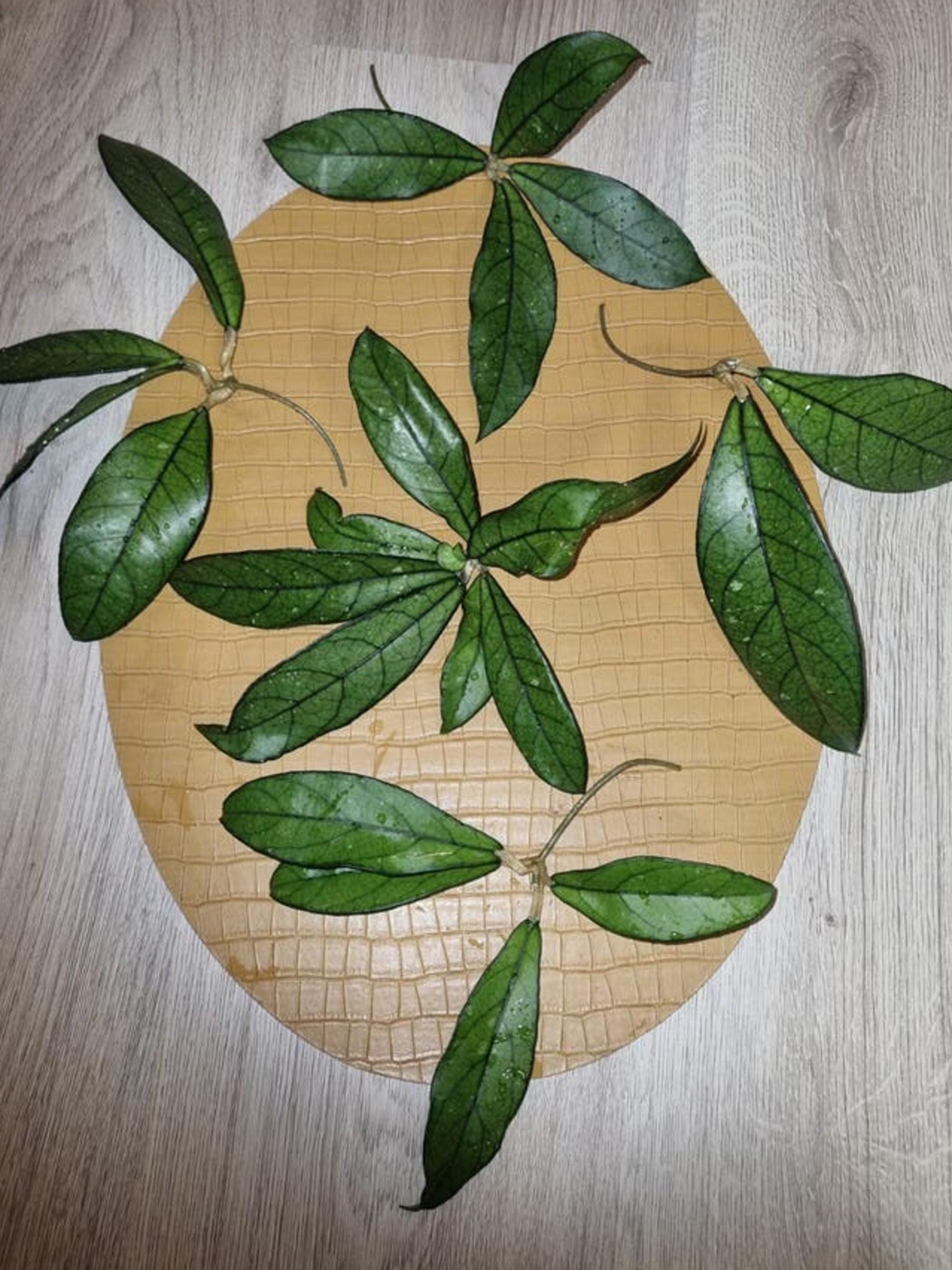 Hoya Crassipetiolata cutting