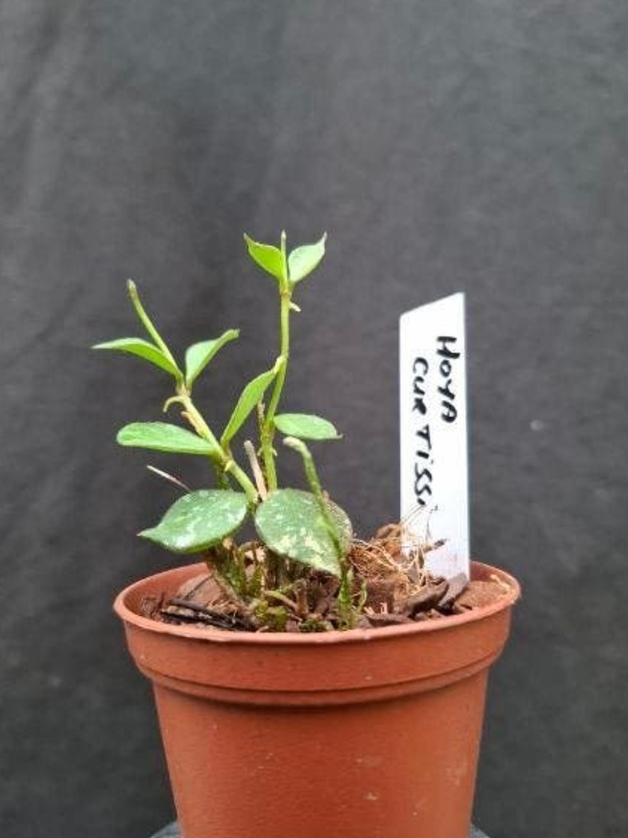 Hoya Curtisii cutting