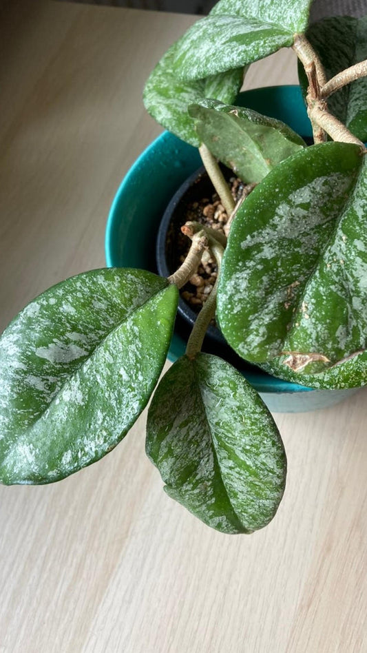 Hoya Carnosa Freckles cutting