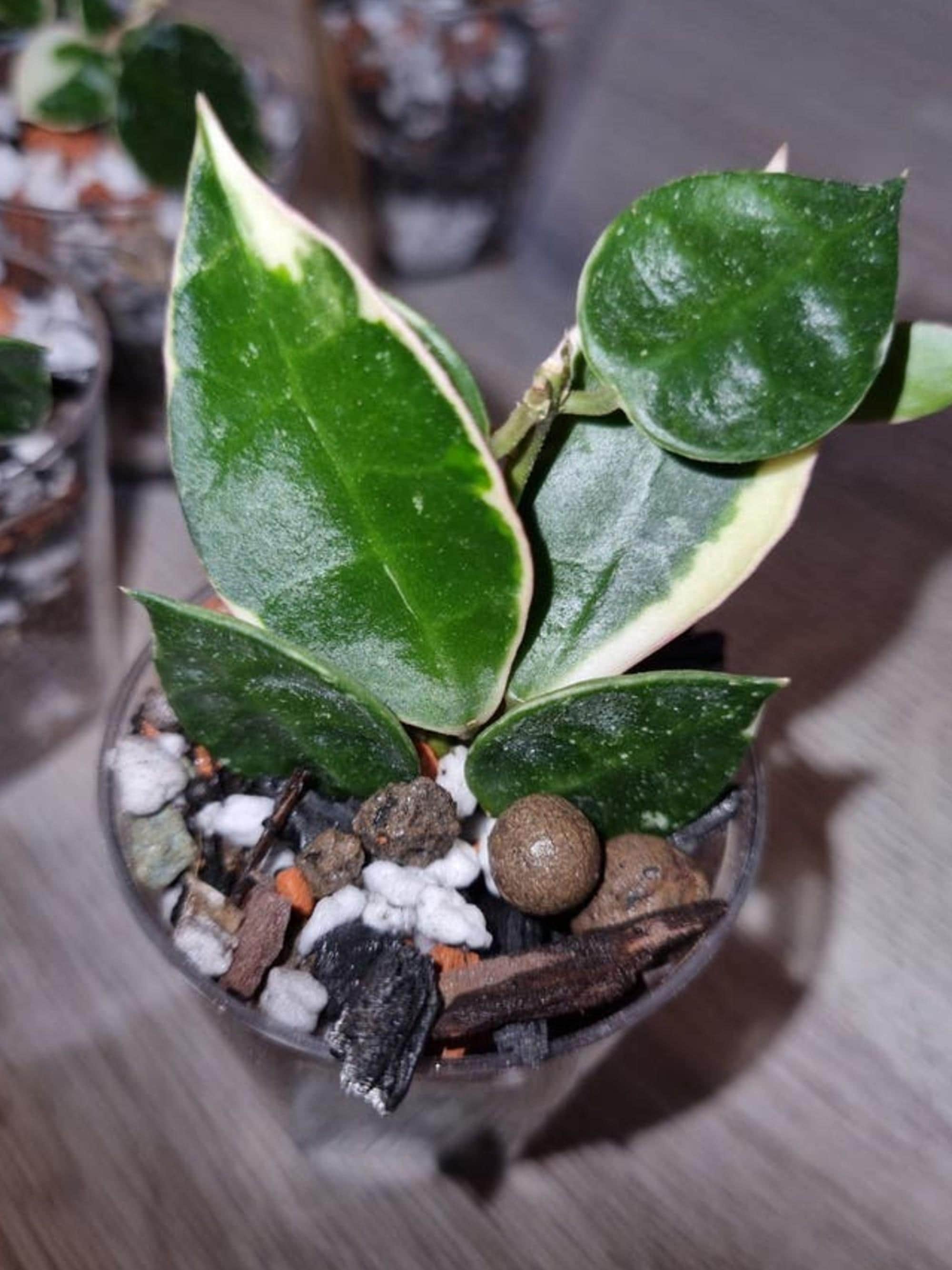 Hoya Lacunosa Asami cutting