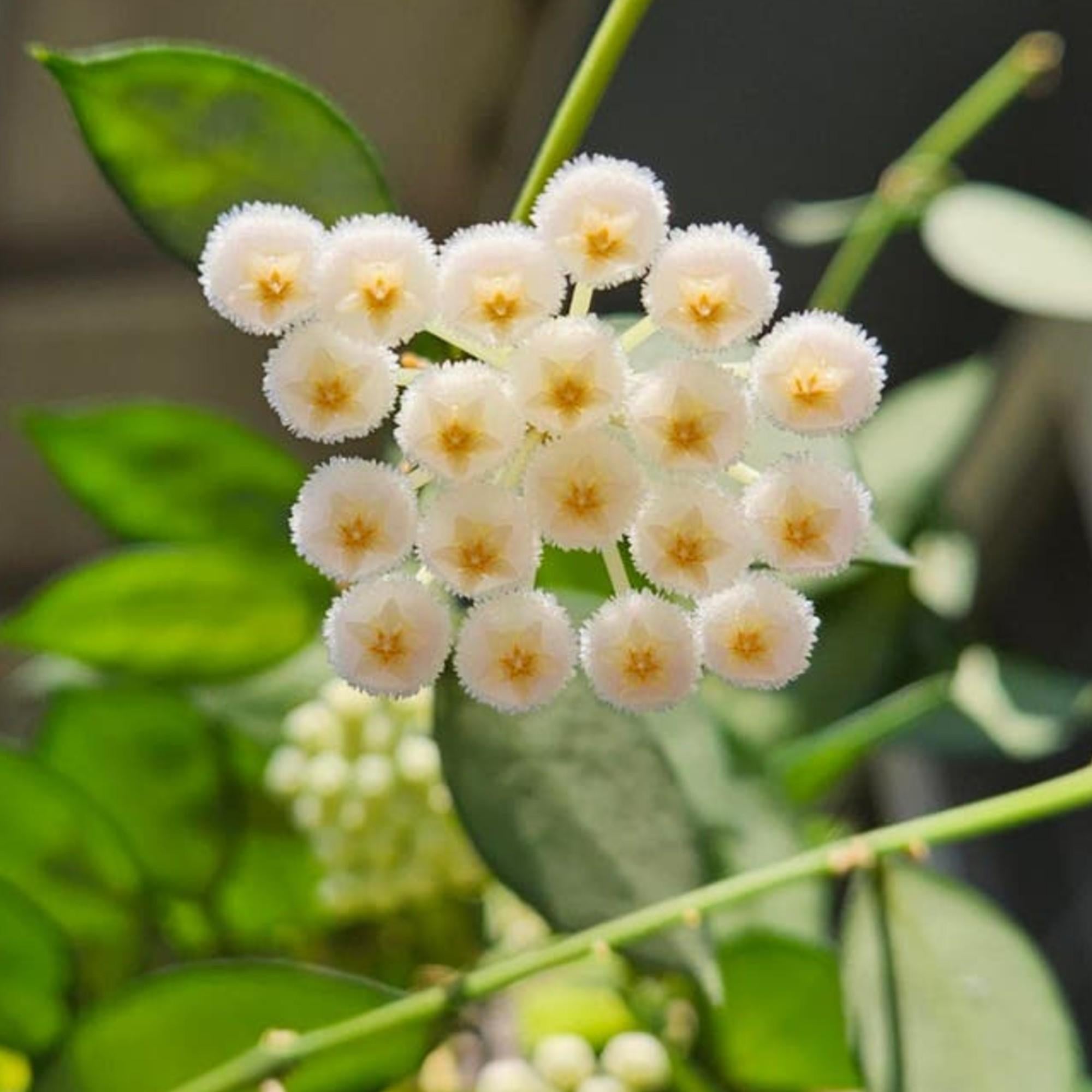 Hoya Lacunosa FN Galaxy cutting