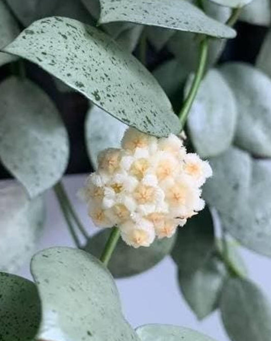 Hoya Lacunosa Mint Coin cutting