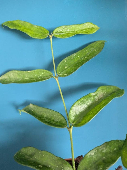Hoya Pandurata Splash cutting