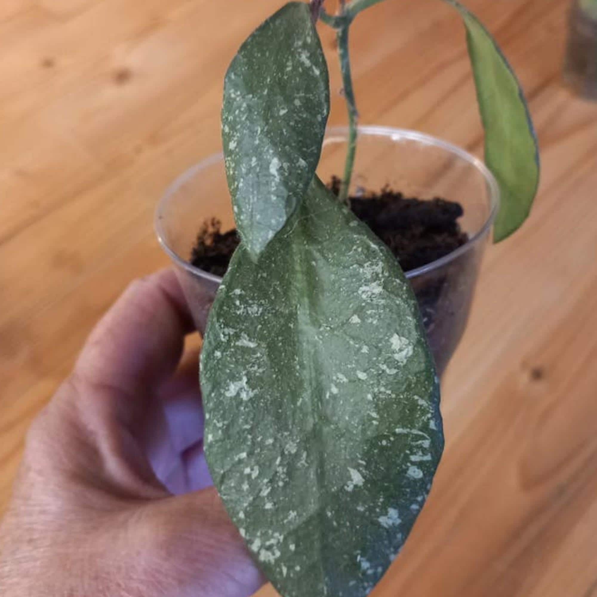 Hoya Rundumensis Splash cutting
