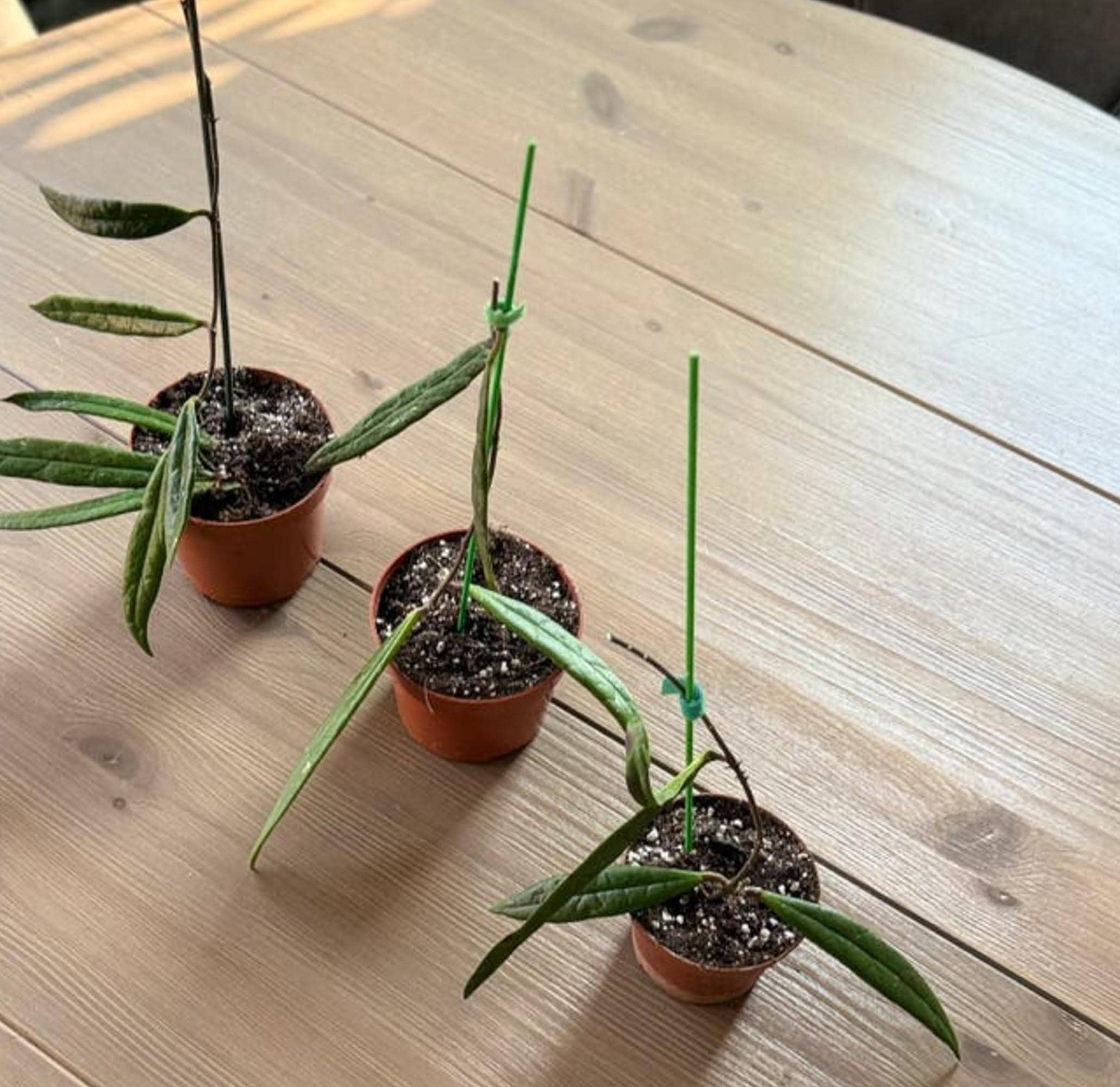 Hoya Sulawesiana cutting