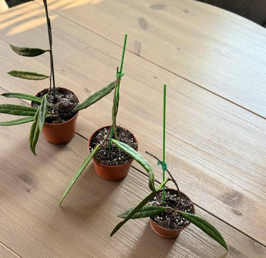 Hoya Sulawesiana cutting