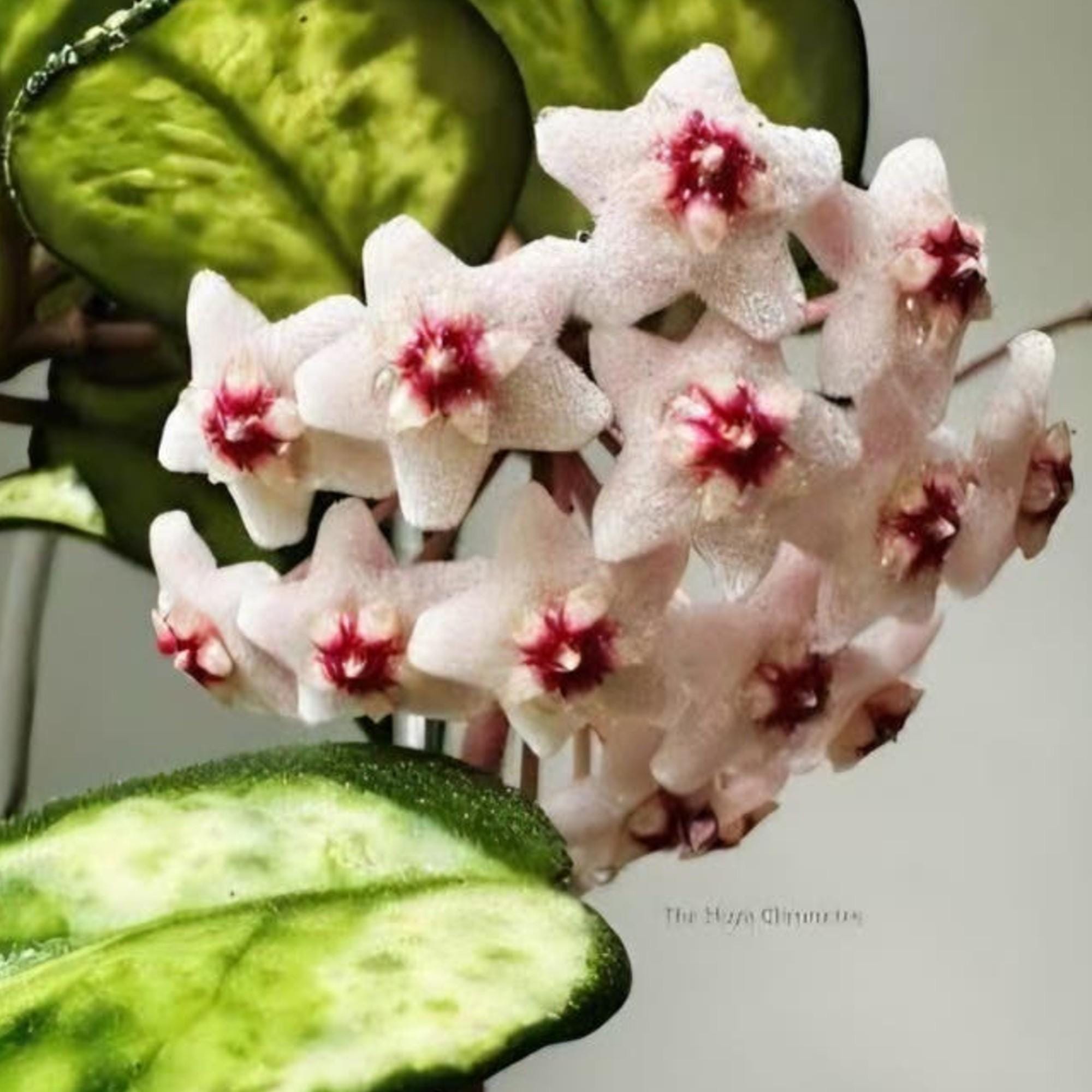 Hoya Carnosa Madara Green Edge cutting