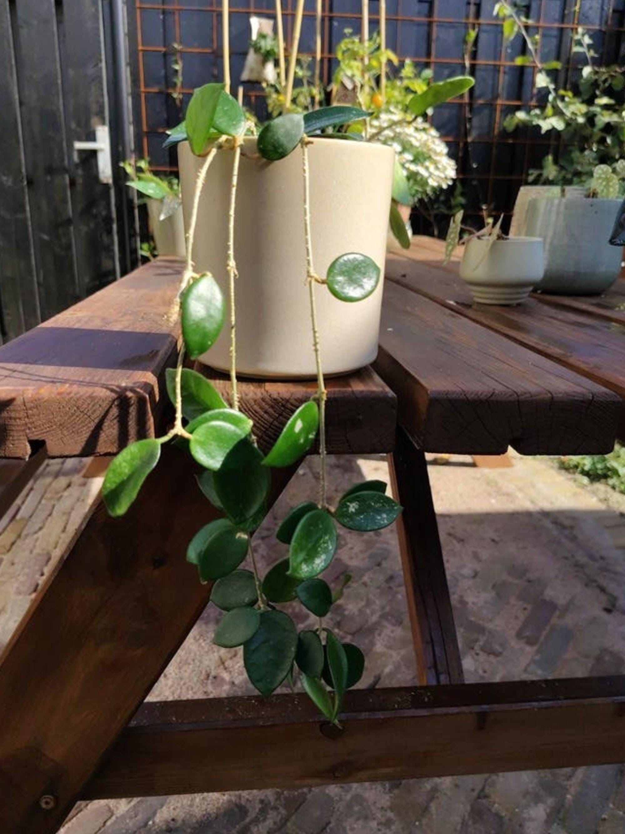 Hoya Chouke cutting