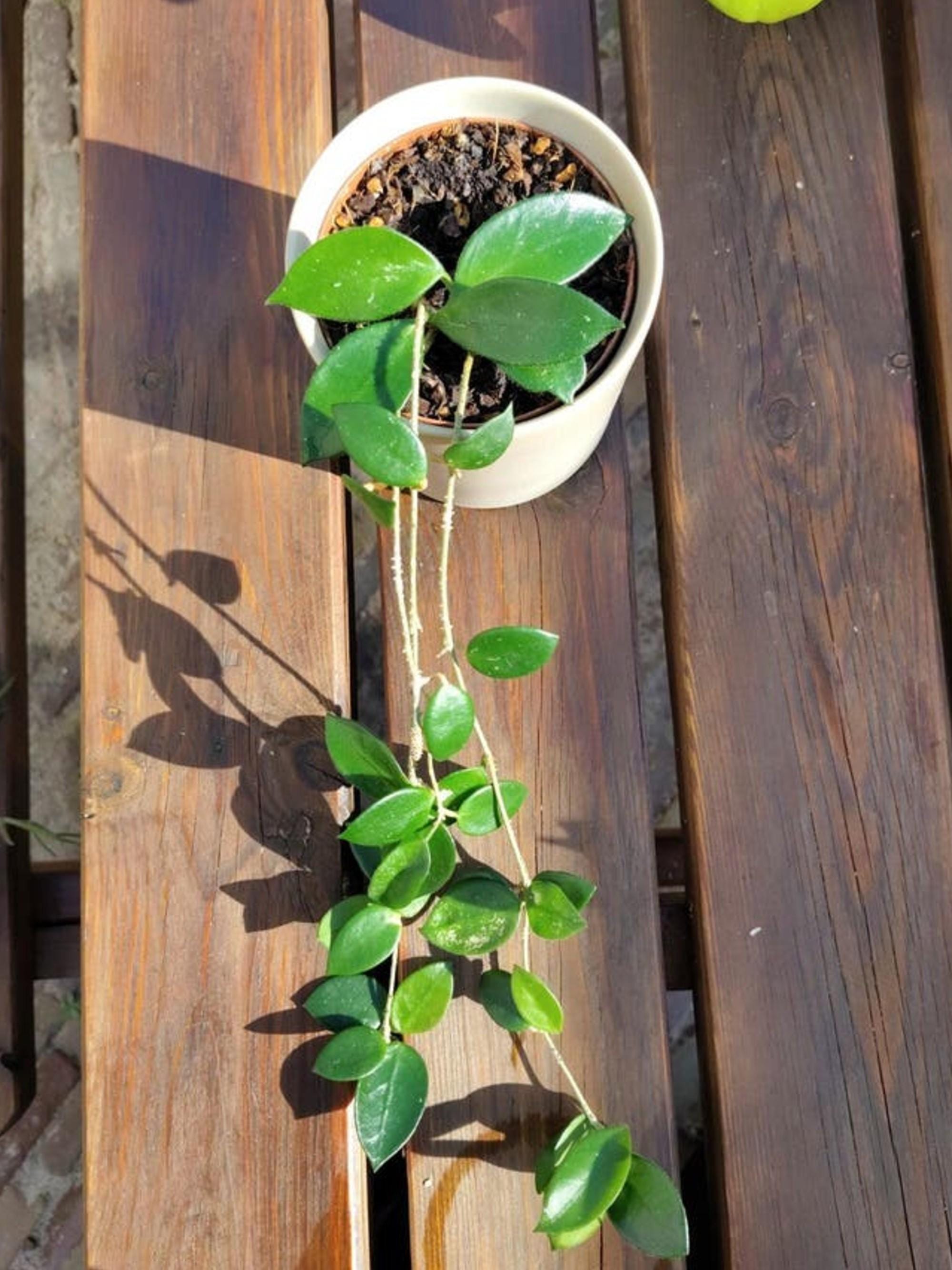 Hoya Chouke cutting