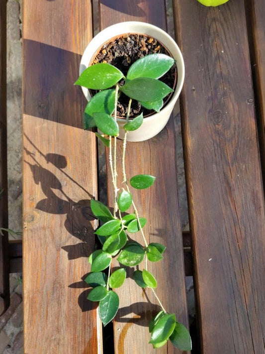 Hoya Chouke cutting