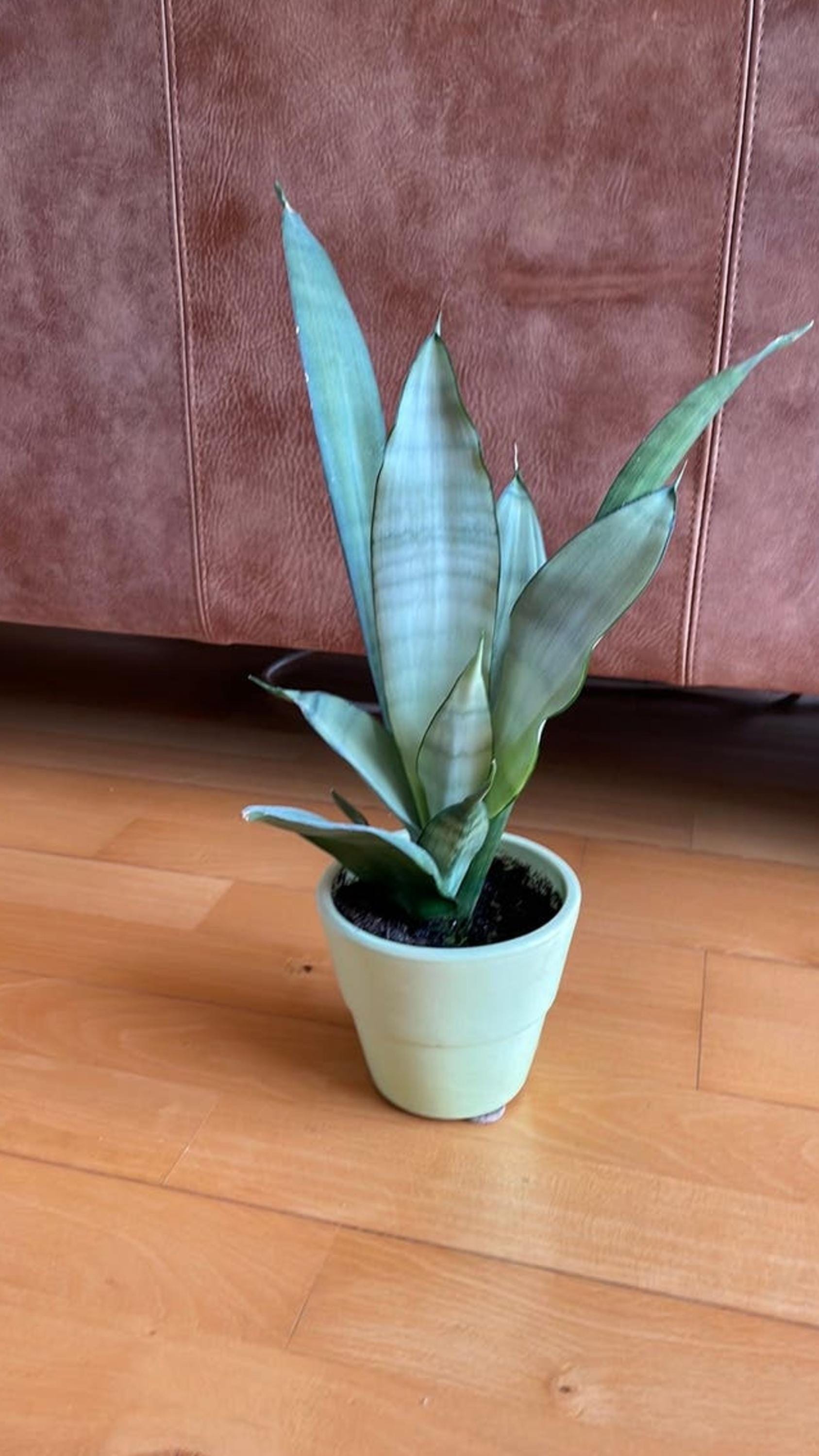 Sansevieria Moonshine leaf cutting