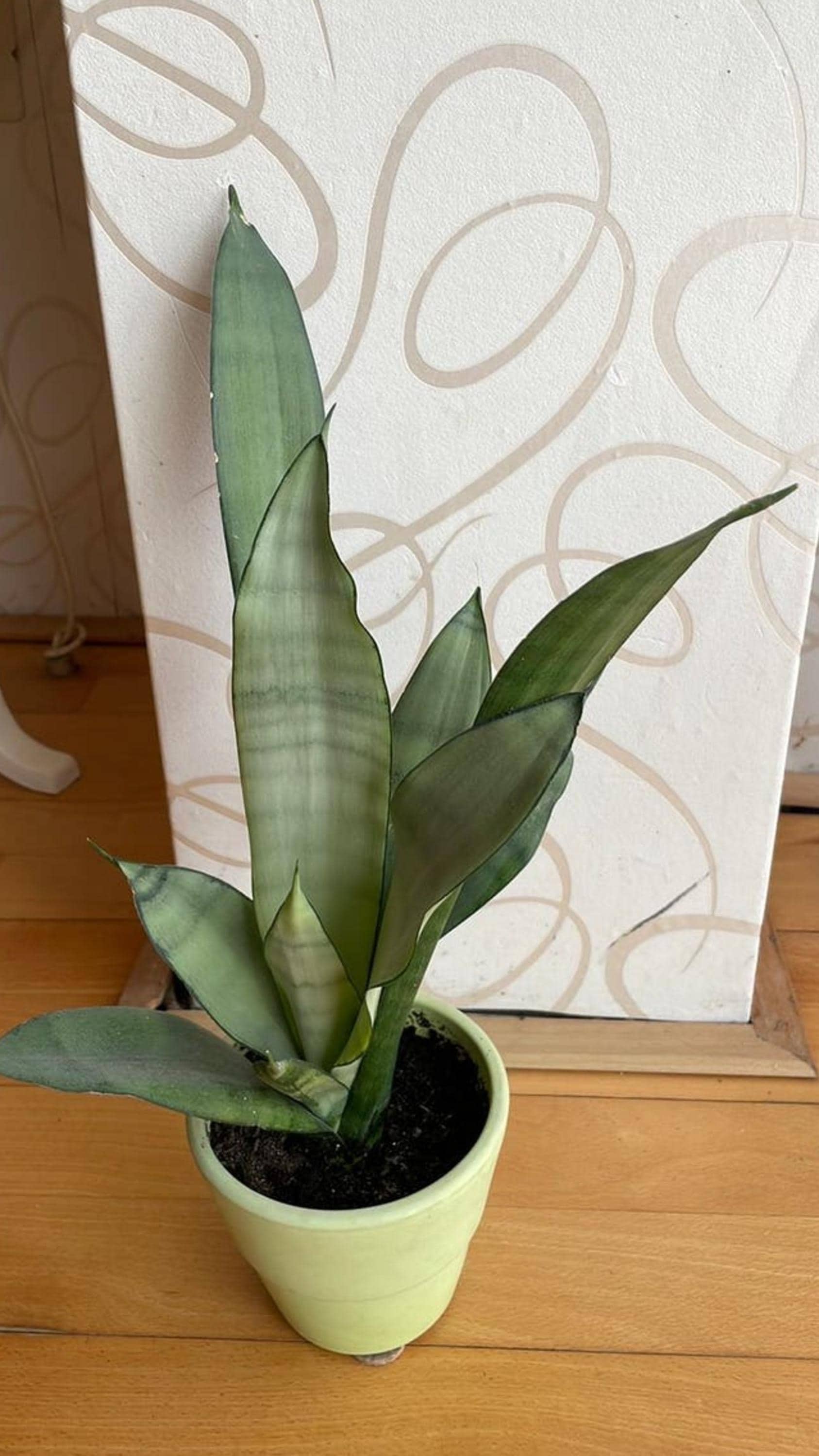 Sansevieria Moonshine leaf cutting
