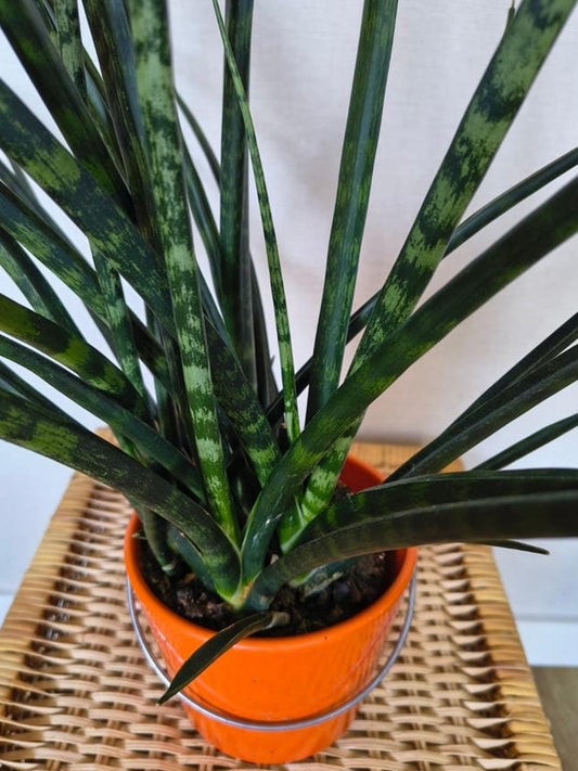 Sansevieria Fernwood Mikado leaf cutting
