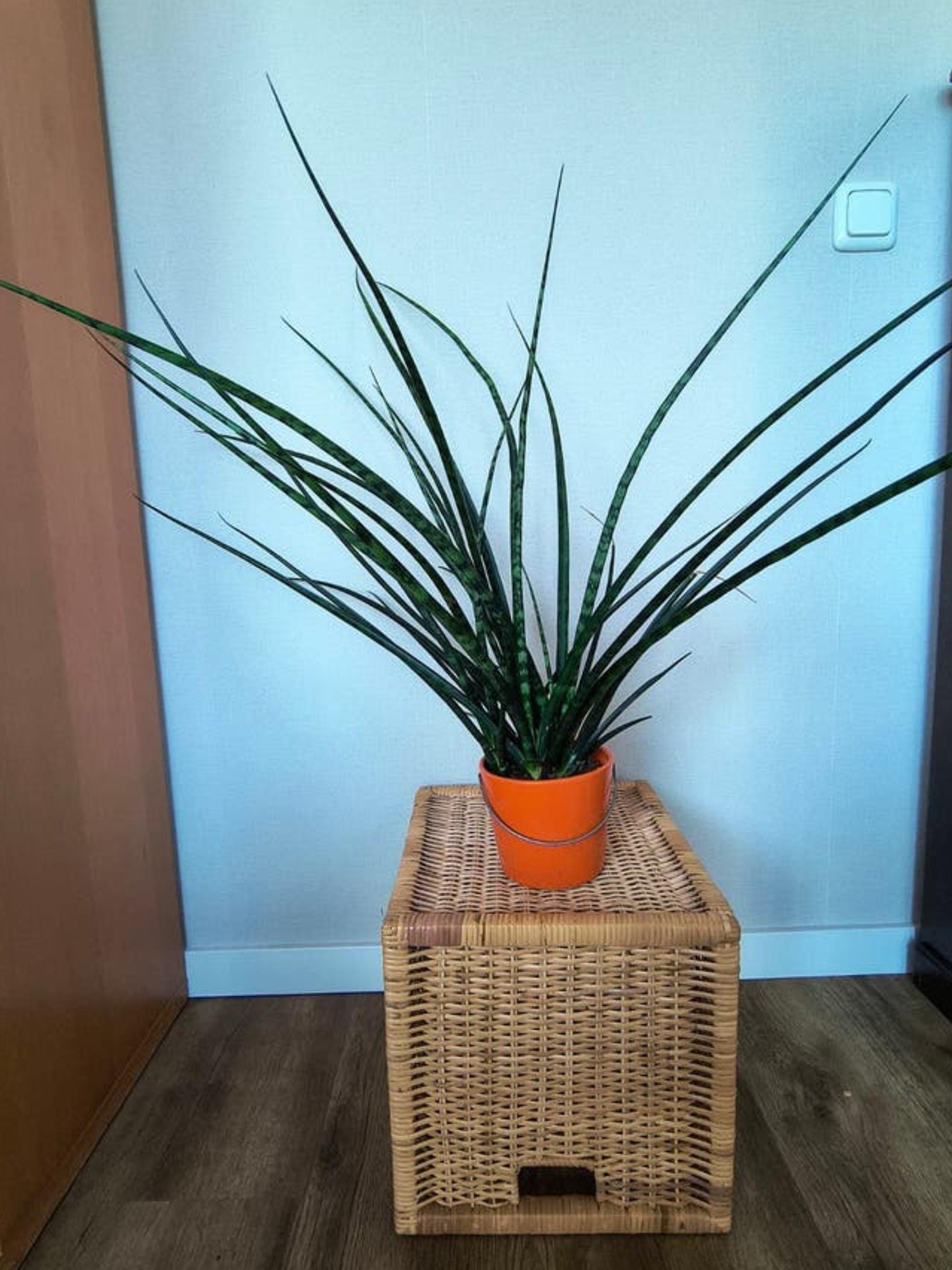 Sansevieria Fernwood Mikado leaf cutting