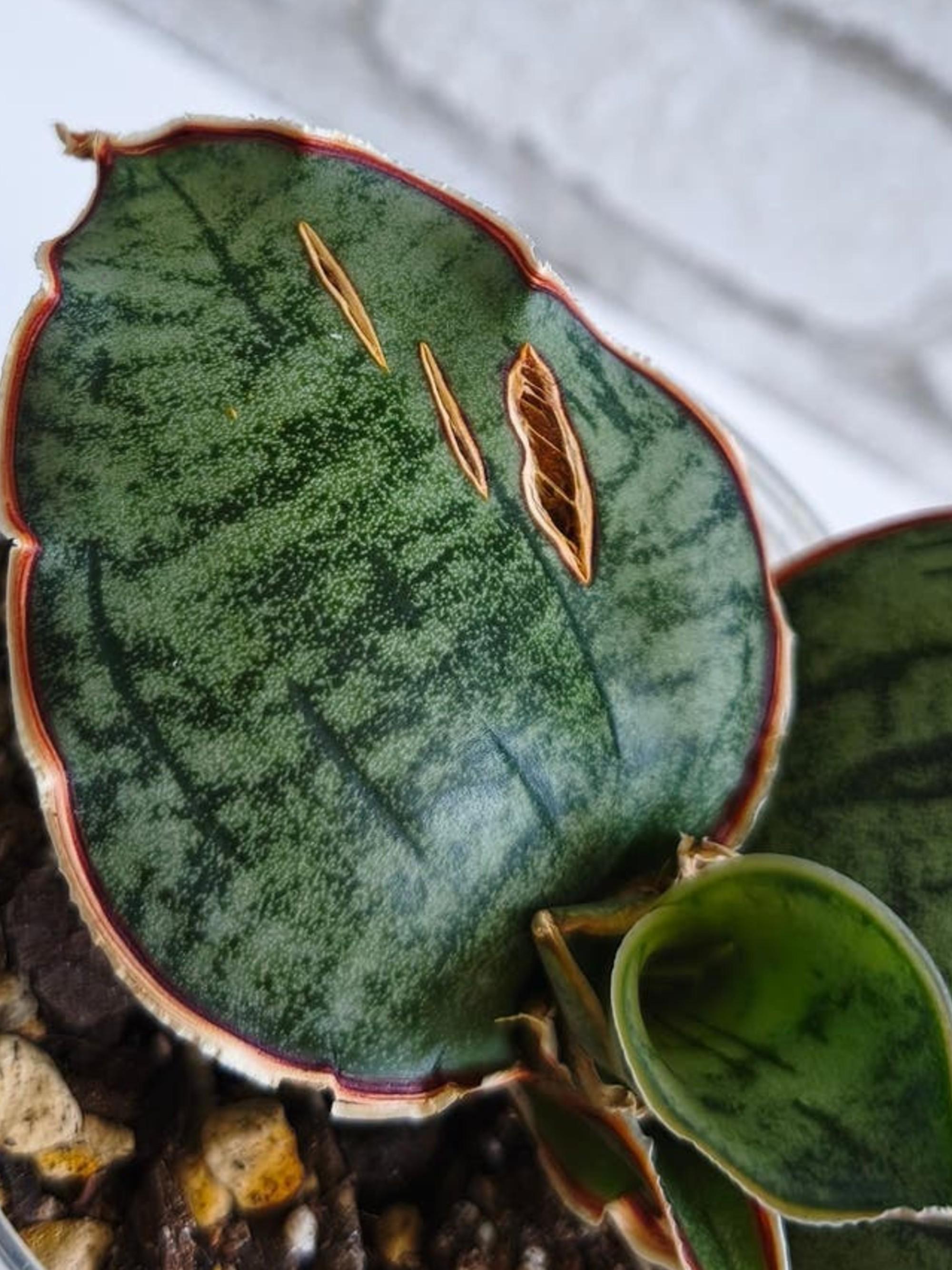 Sansevieria Kirkii Silver Blue leaf cutting