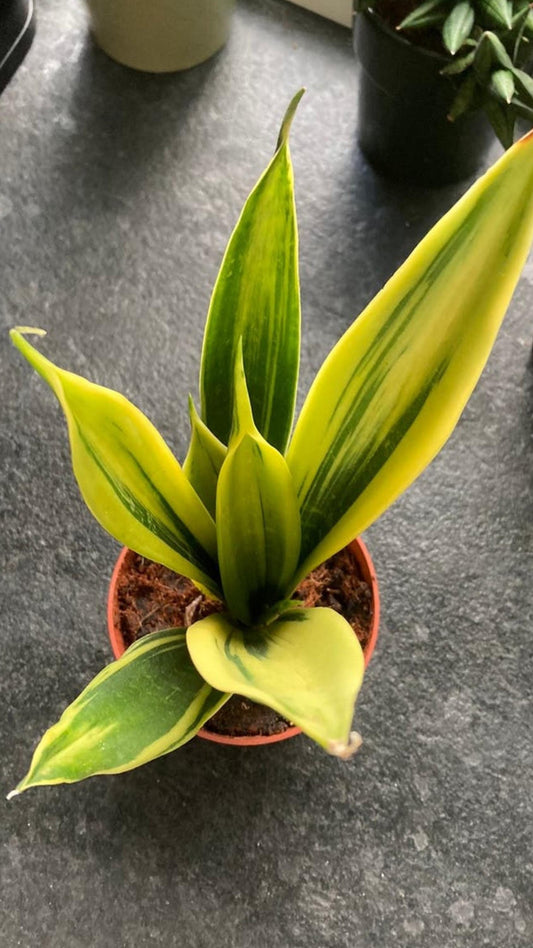 Sansevieria Golden Flame