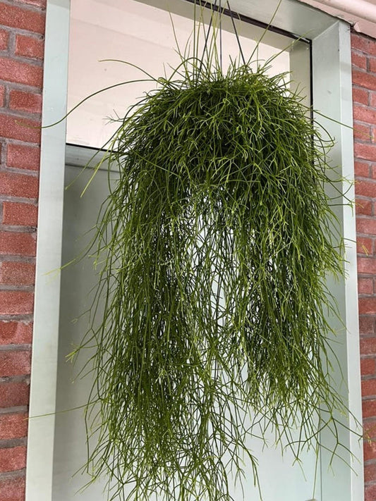 Rhipsalis Cassutha cutting