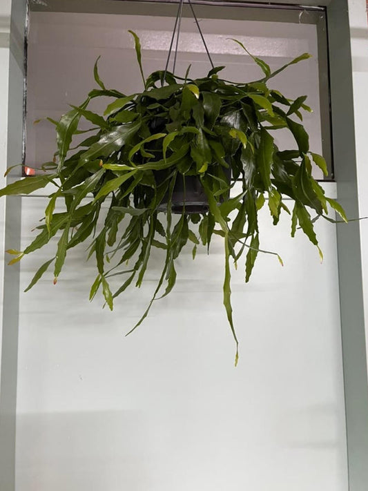 Rhipsalis Crispata cutting