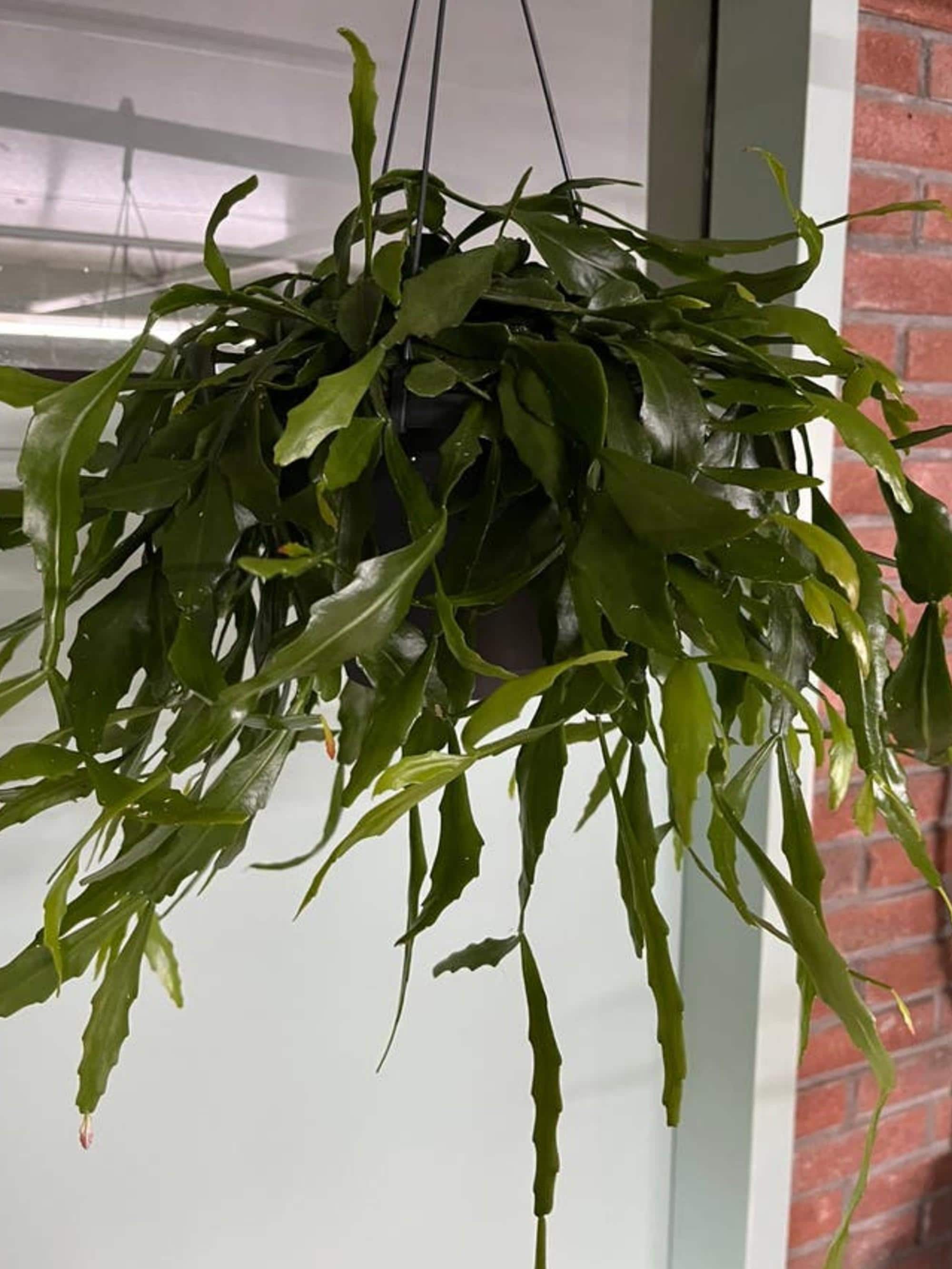 Rhipsalis Crispata cutting
