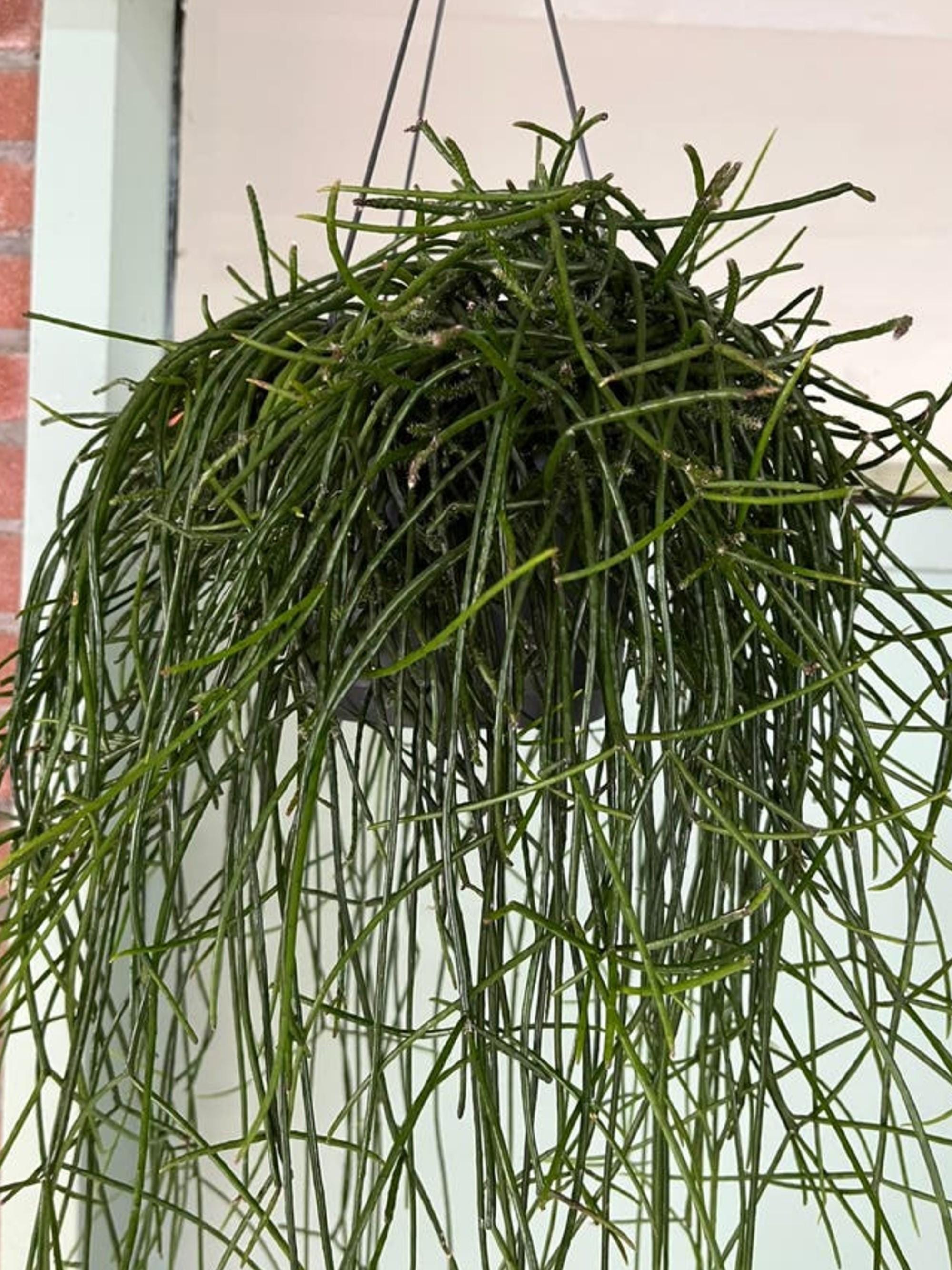 Rhipsalis Floccosa cutting