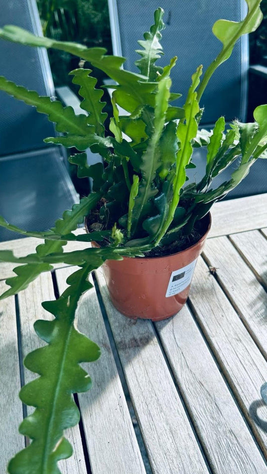 Epiphyllum Anguliger cutting