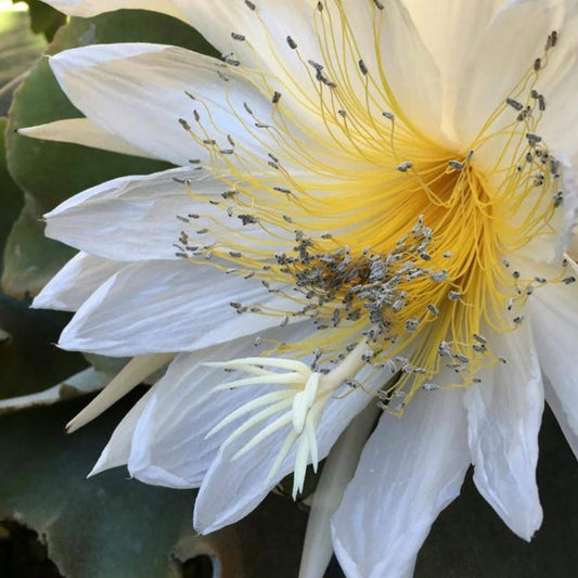 Epiphyllum Chrysocardium cutting