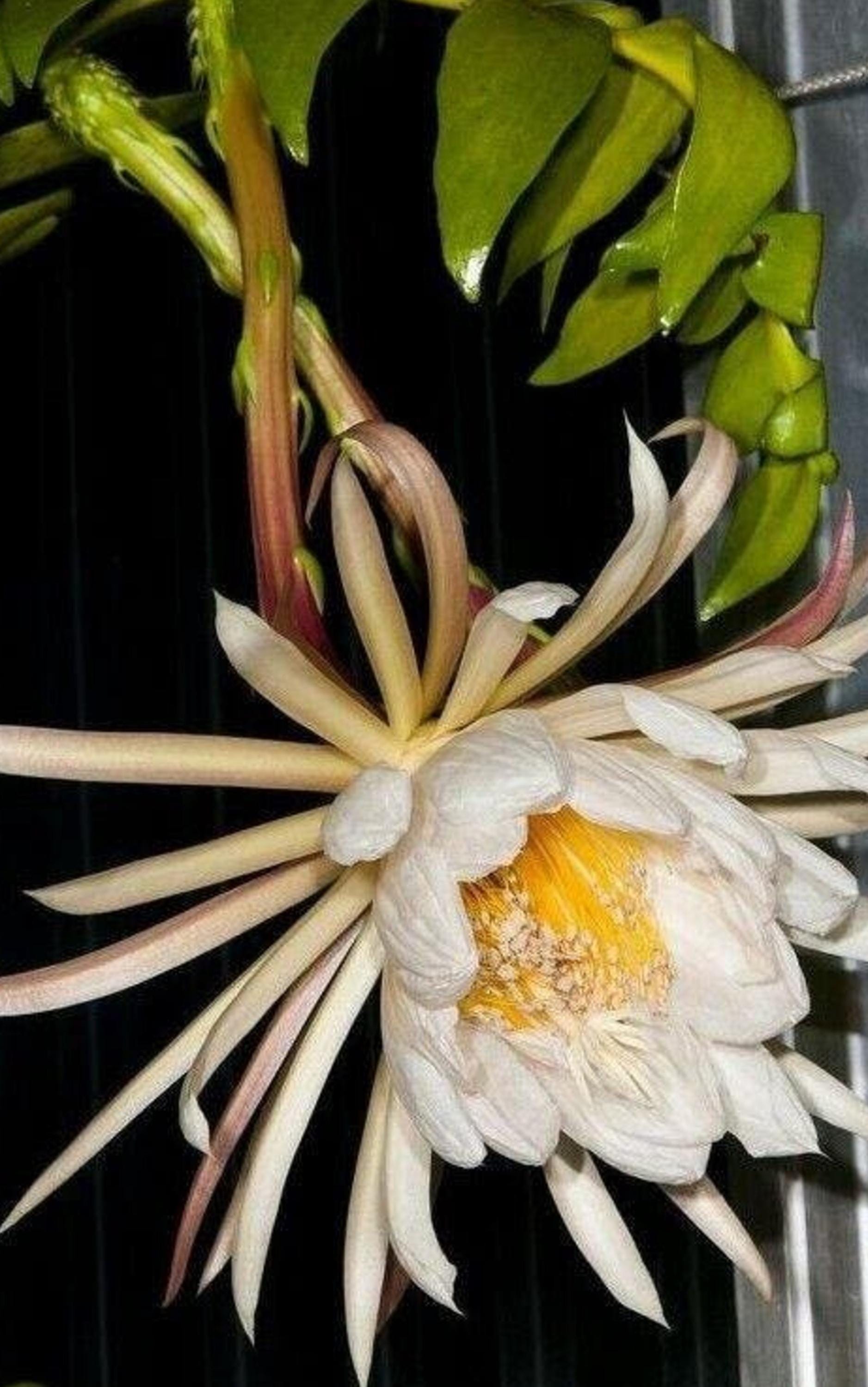 Epiphyllum Chrysocardium cutting