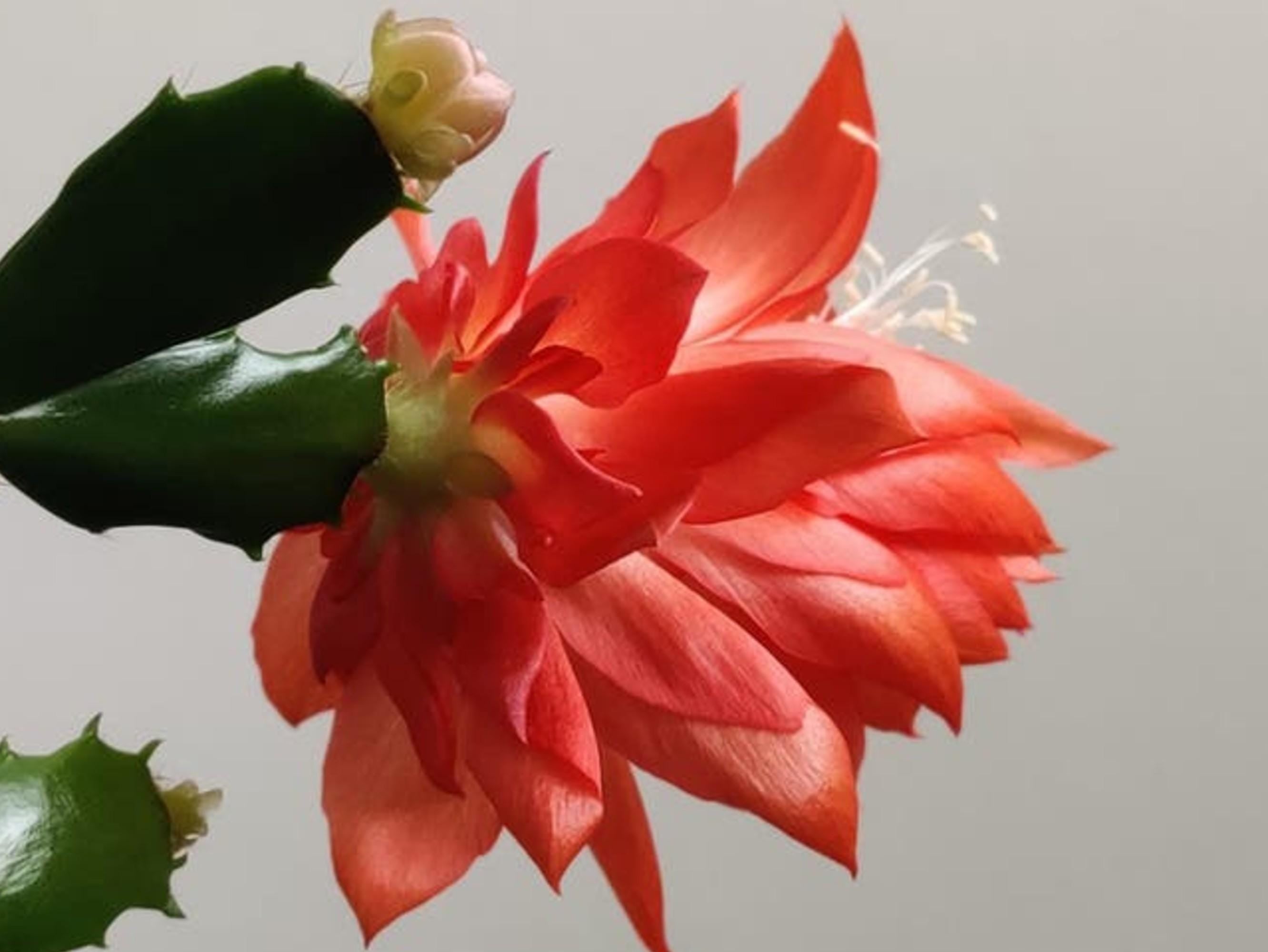 Schlumbergera Blood Moon Double cutting